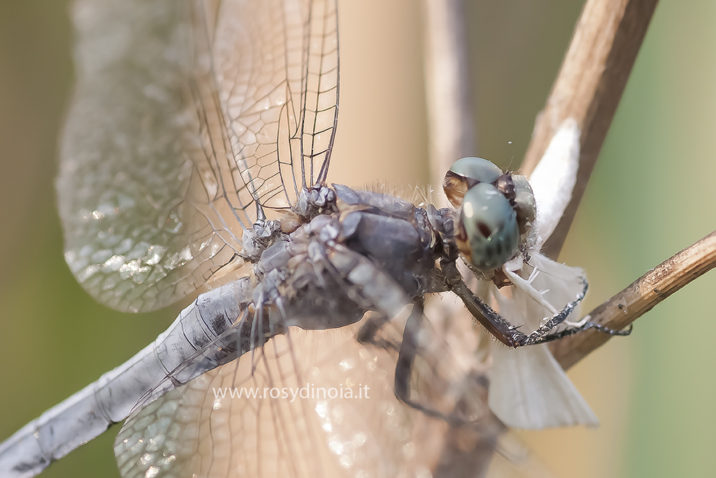 Orthetrum albistylum magna Farfallum