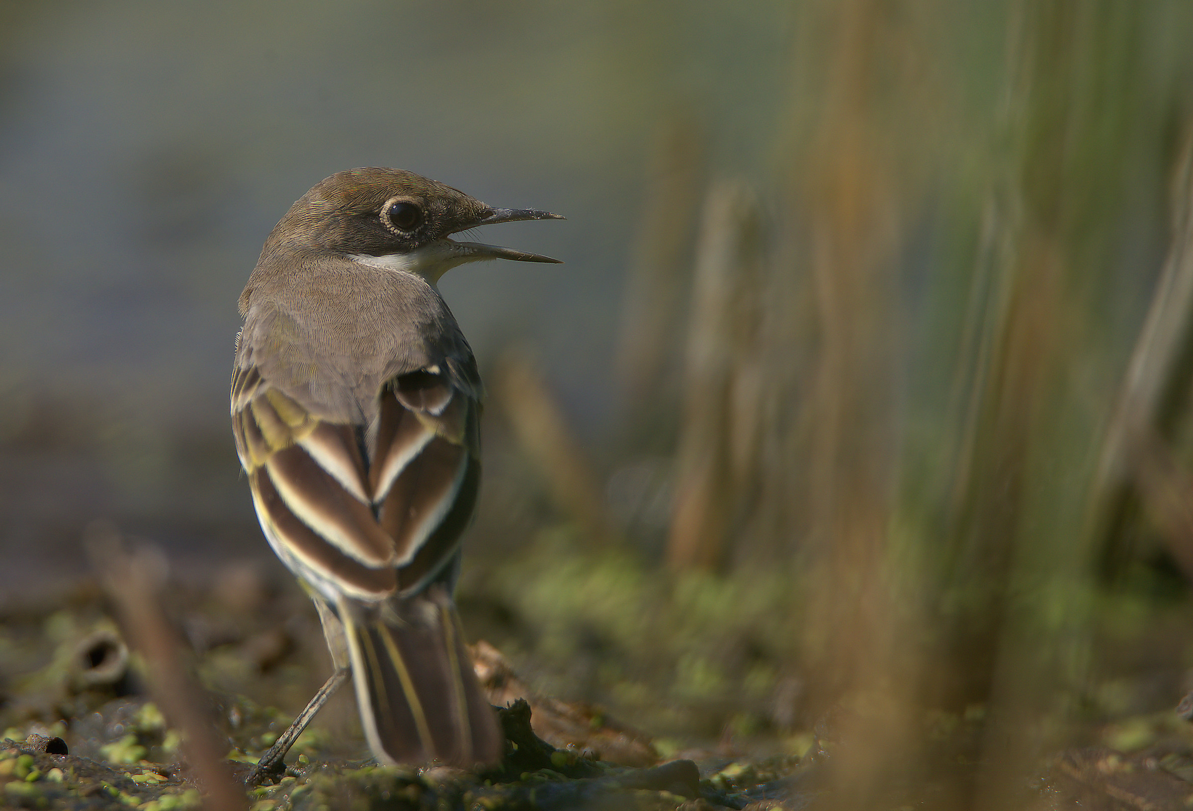 Yellow Wagtail