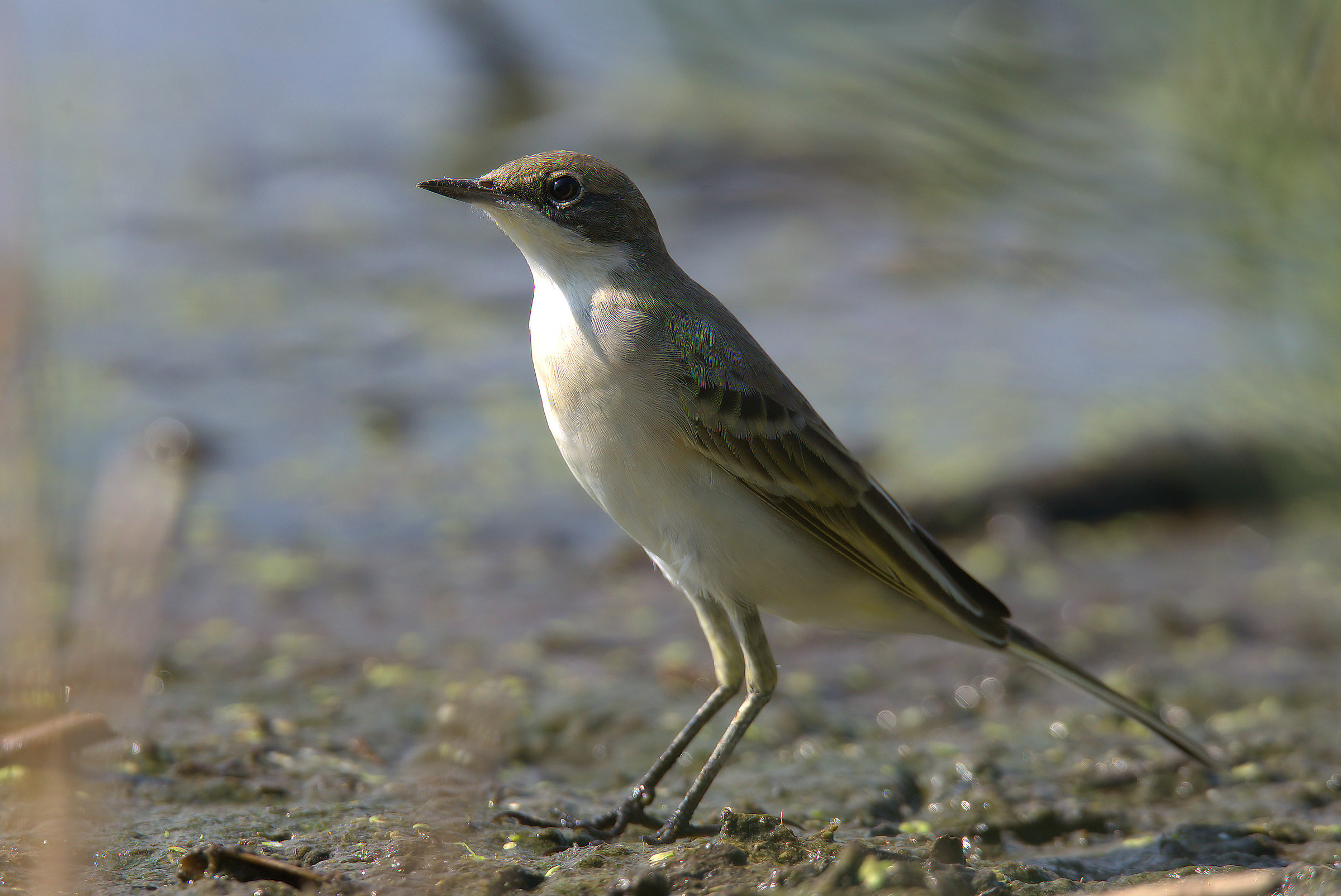 Yellow Wagtail