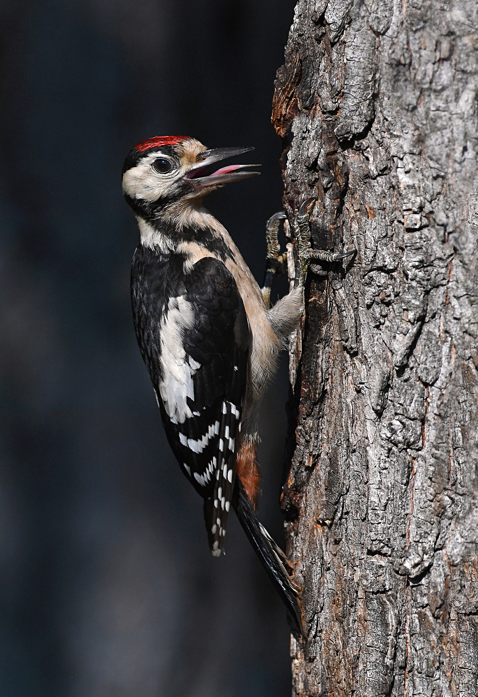 Storie di piume 10  ( Picchio rosso maggiore )