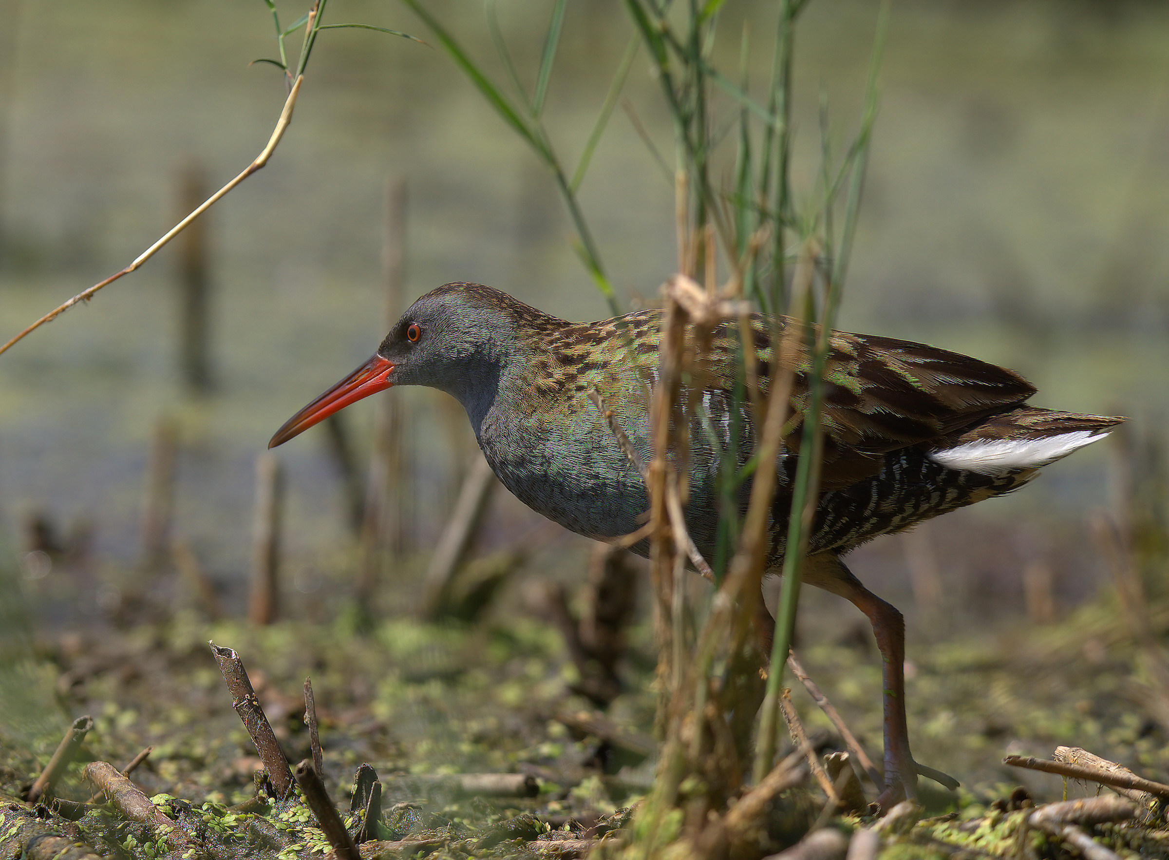 Water Rail