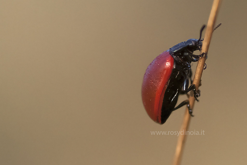 Chrysomela Populi on Awakening