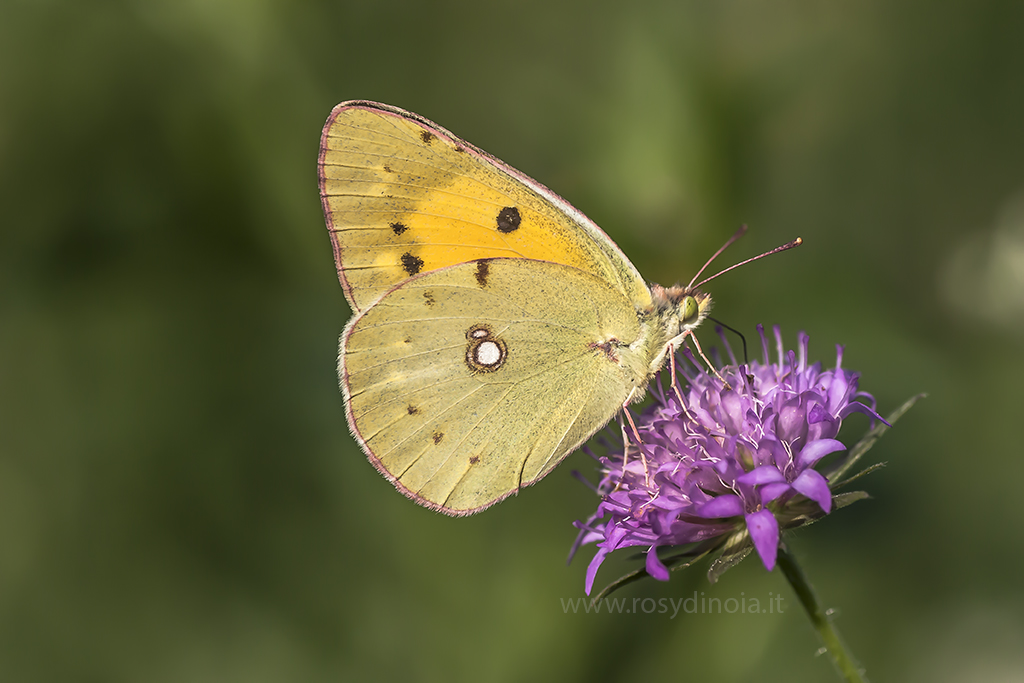 Colias crocea