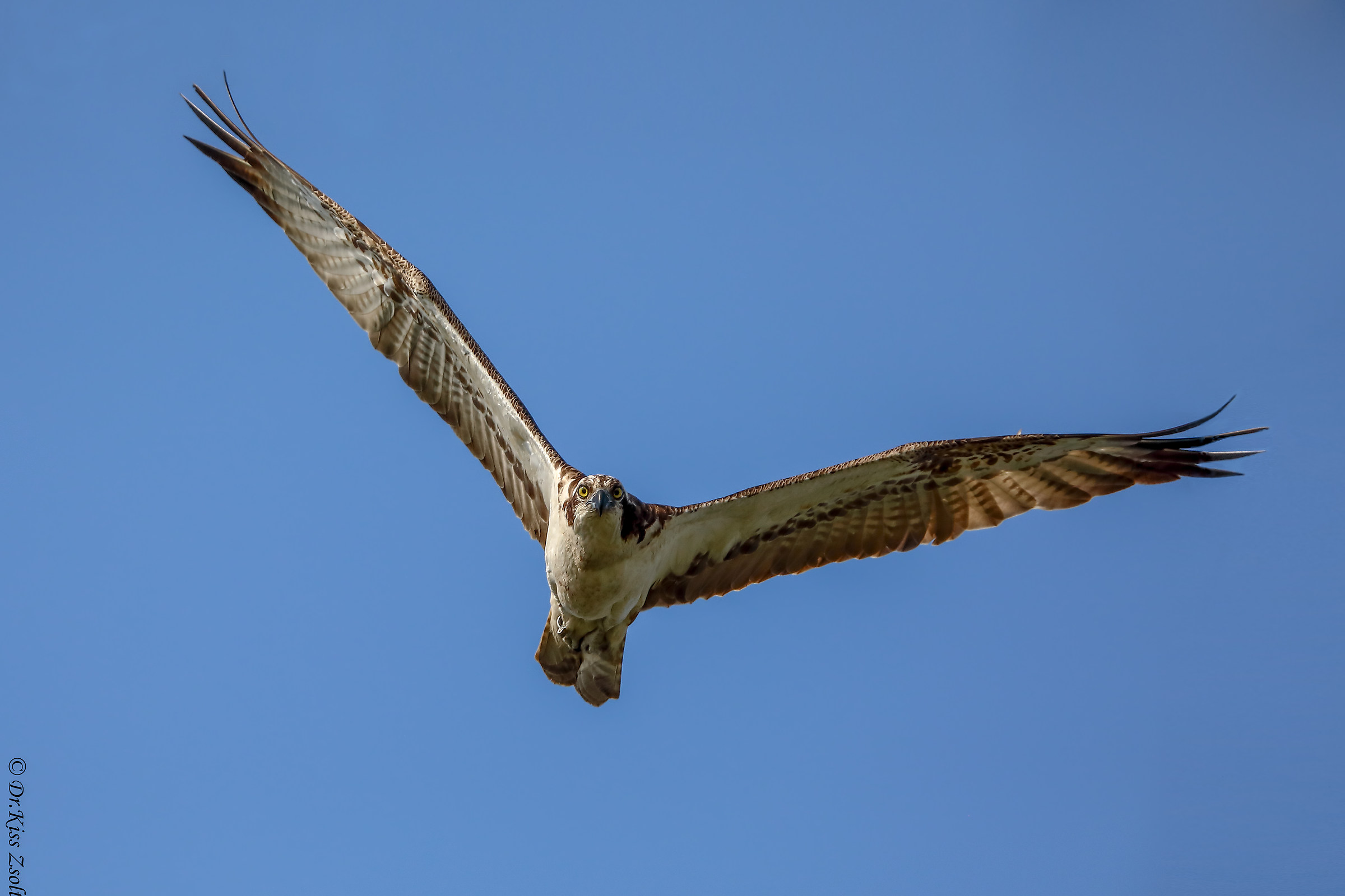 Avvicinamento Osprey