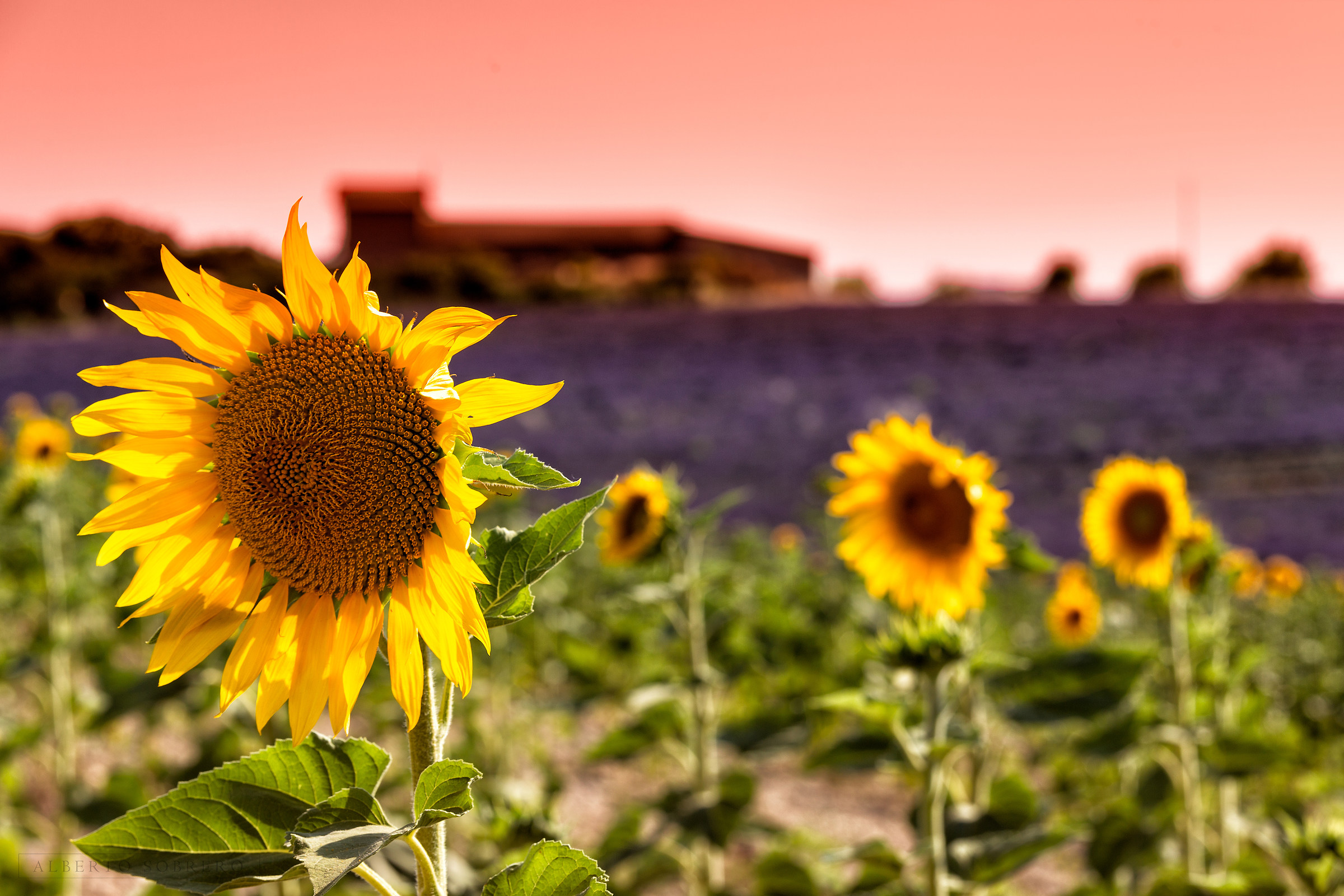 Provenza, i colori dell'estate