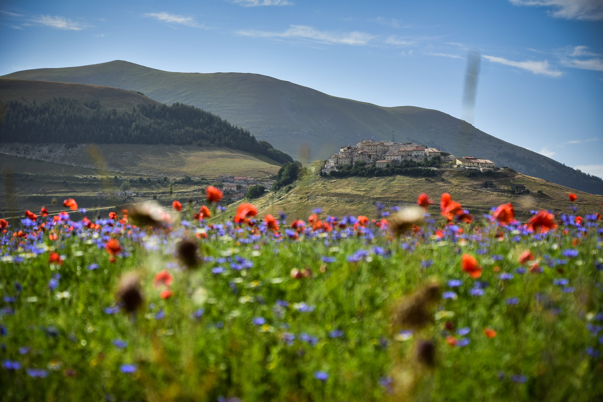 Castelluccio di Norcia in Bloom