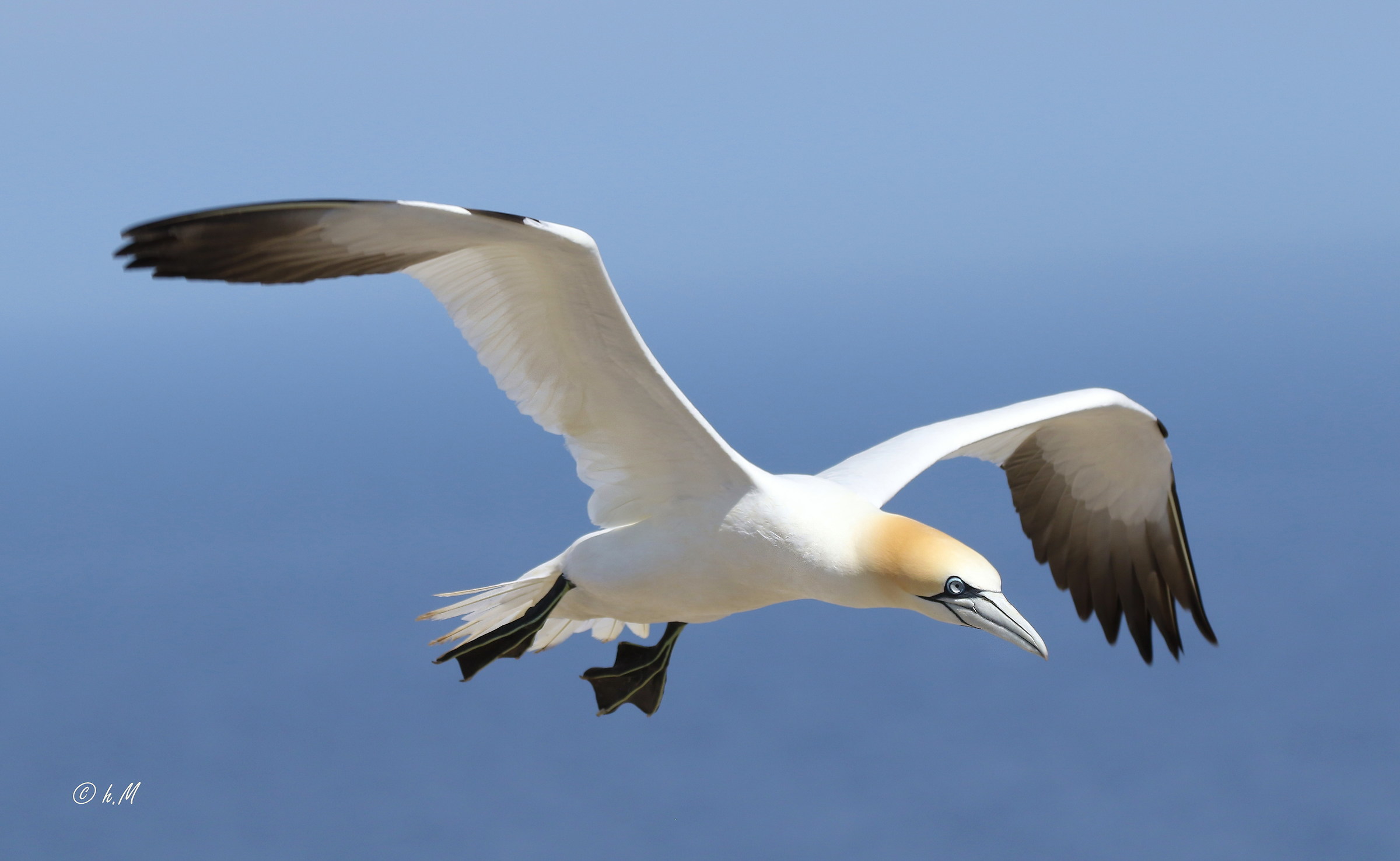 La Sula Bassana-Fou de Bassan-the Northern gannet,