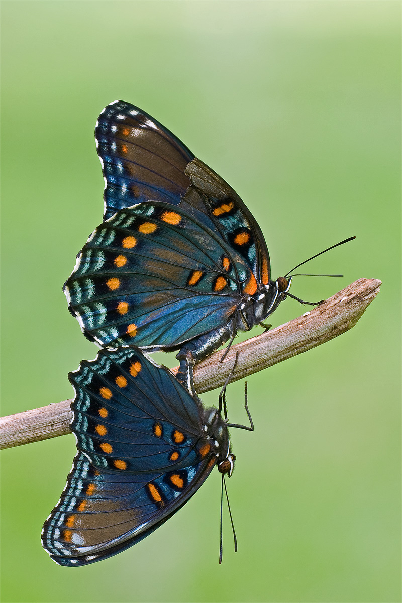 Nero Swallowtails accoppiamento