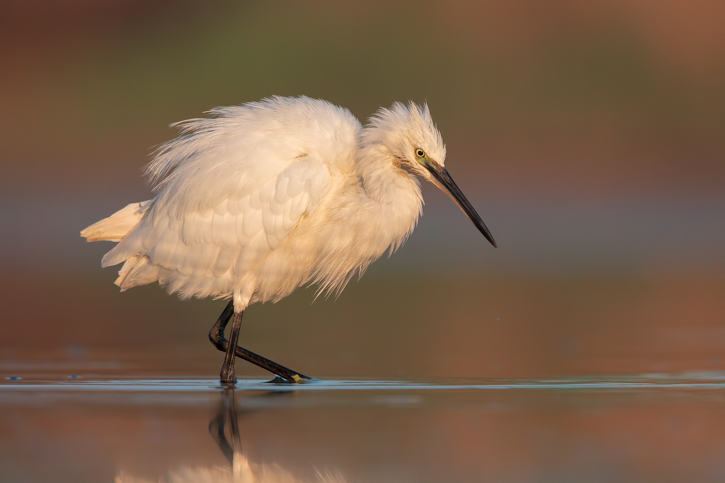 Egret
