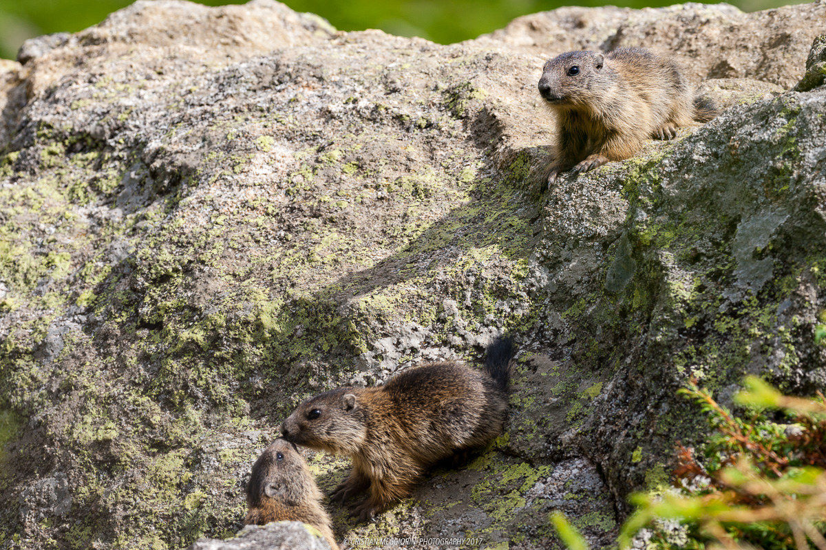 Love between Brothers