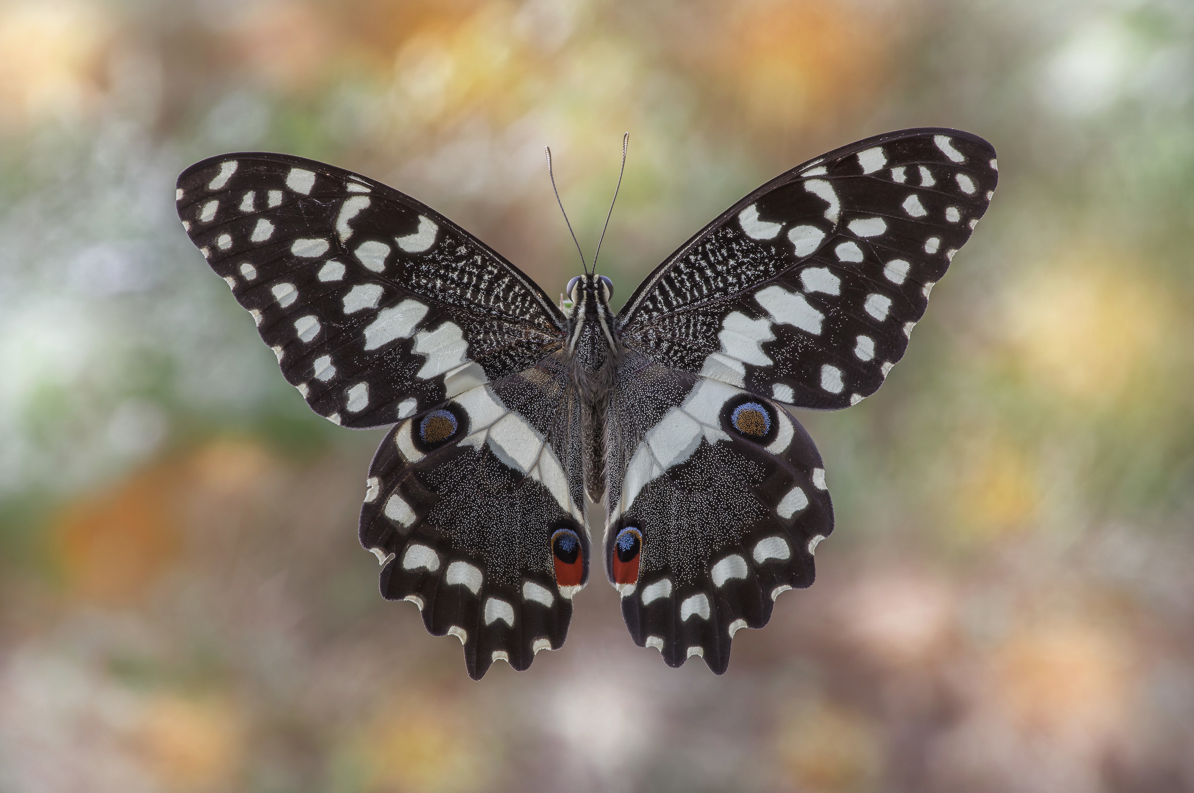 Papilio demodocus (Esper, 1798)-Christmas Butterfly