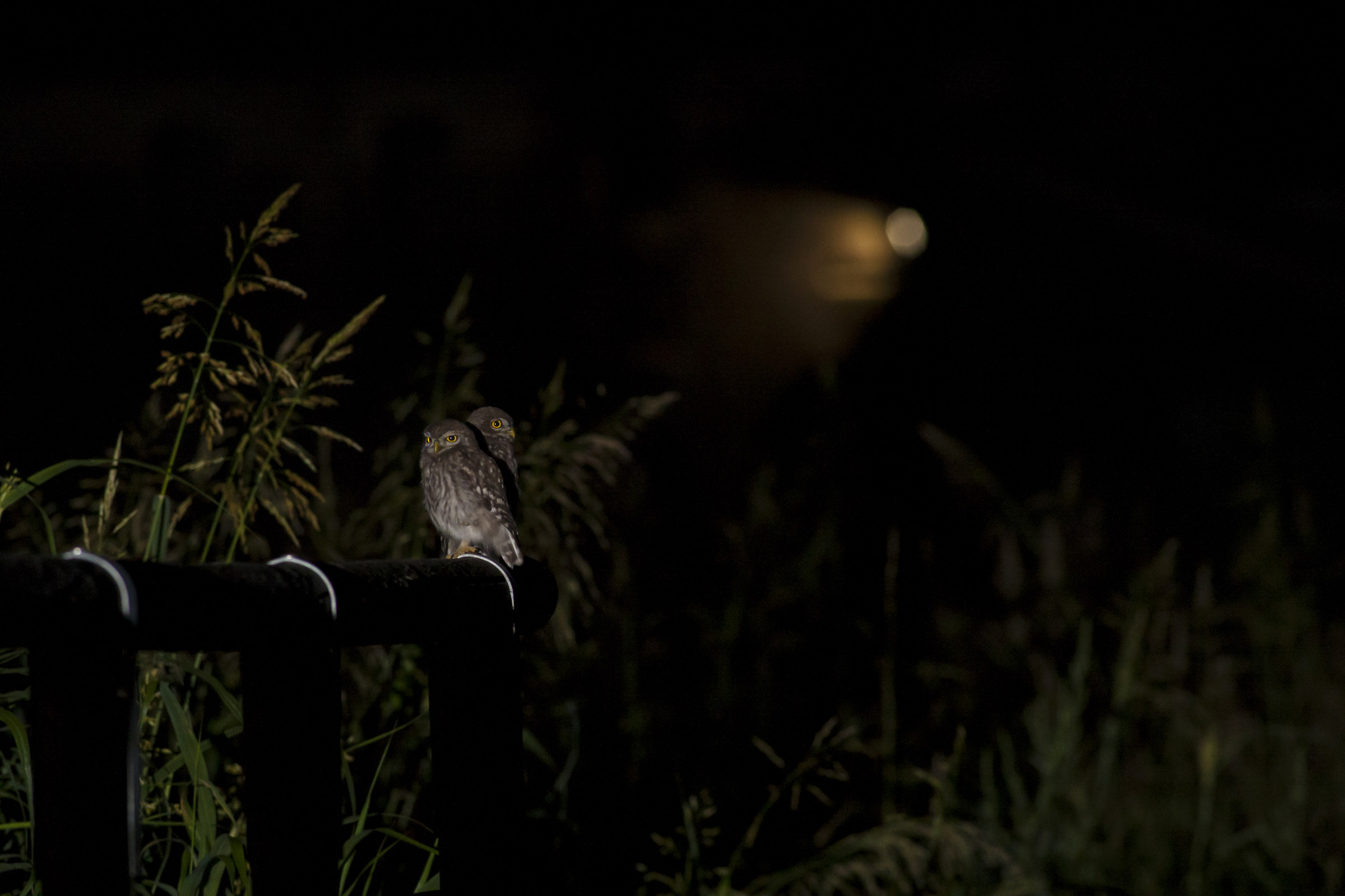 Civets in the dinner attests