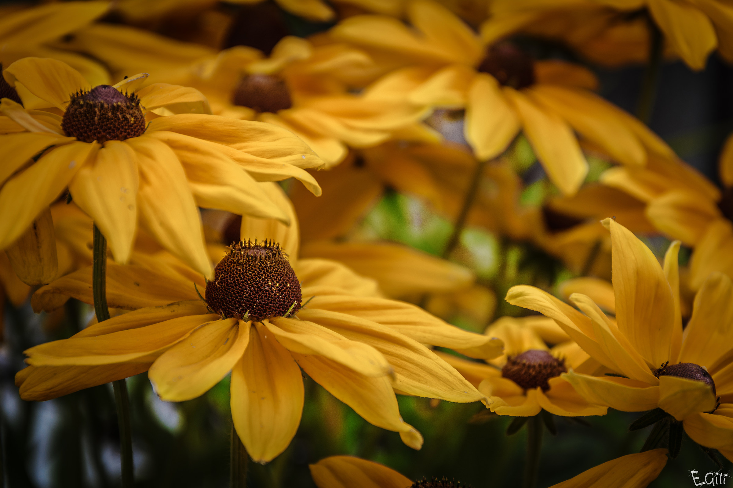 Rudbeckia
