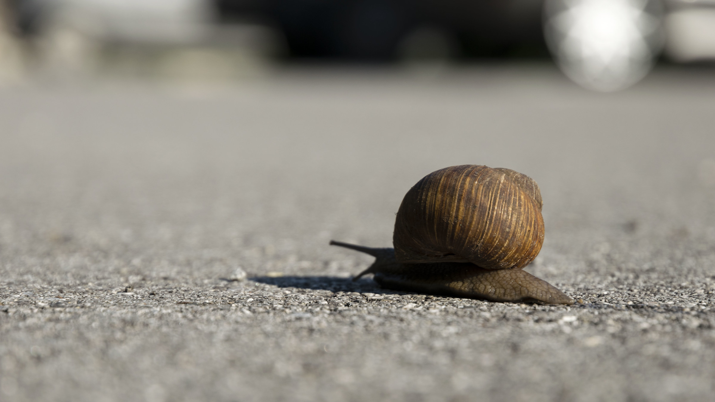 Attraversando strada