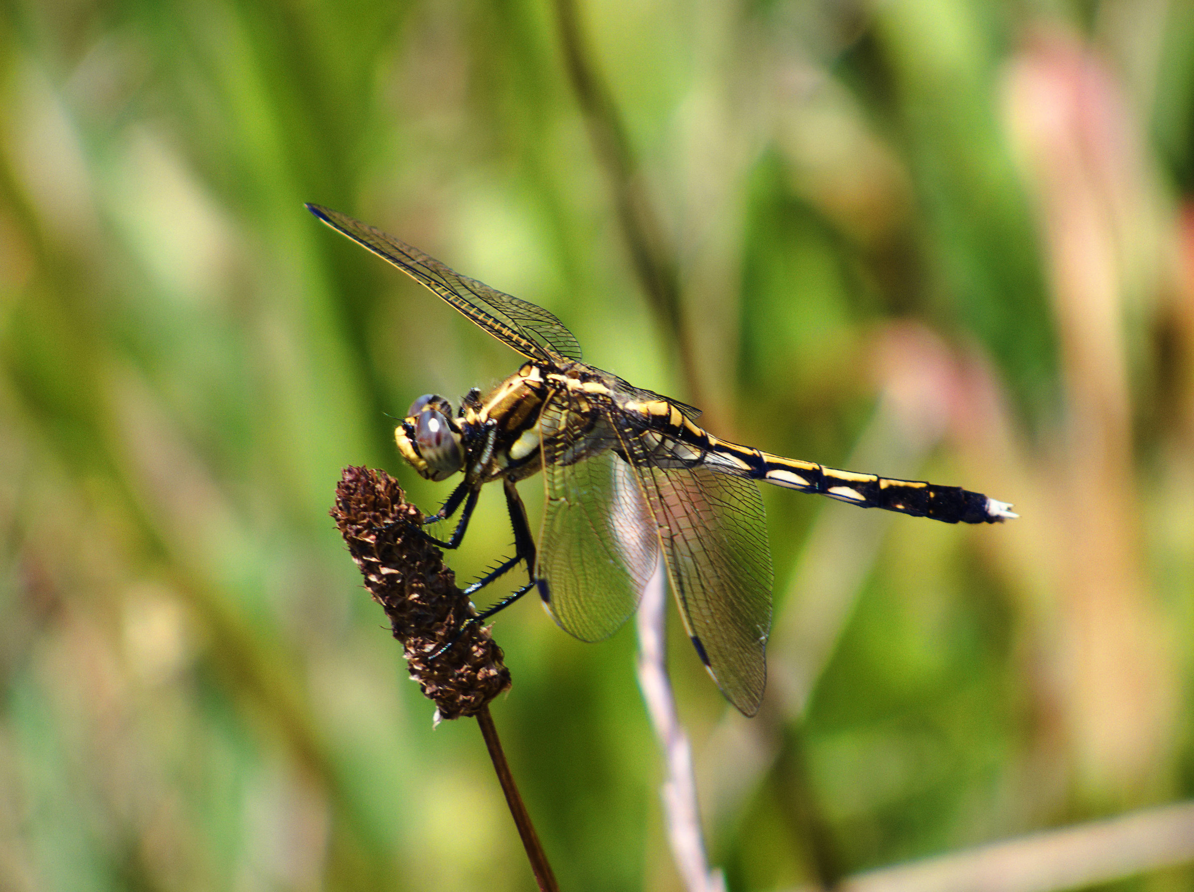 Orthetrum albistylum &male;