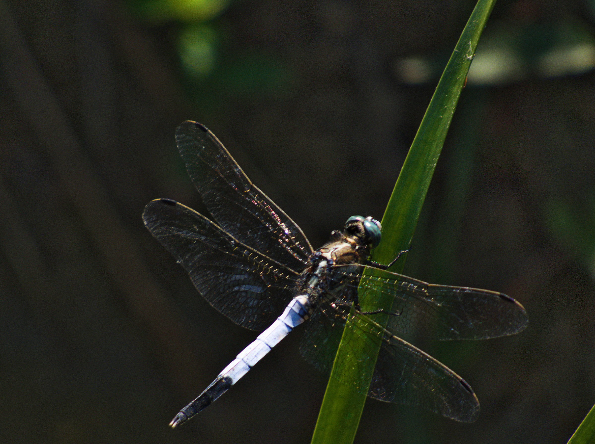 Dragonfly Fulva