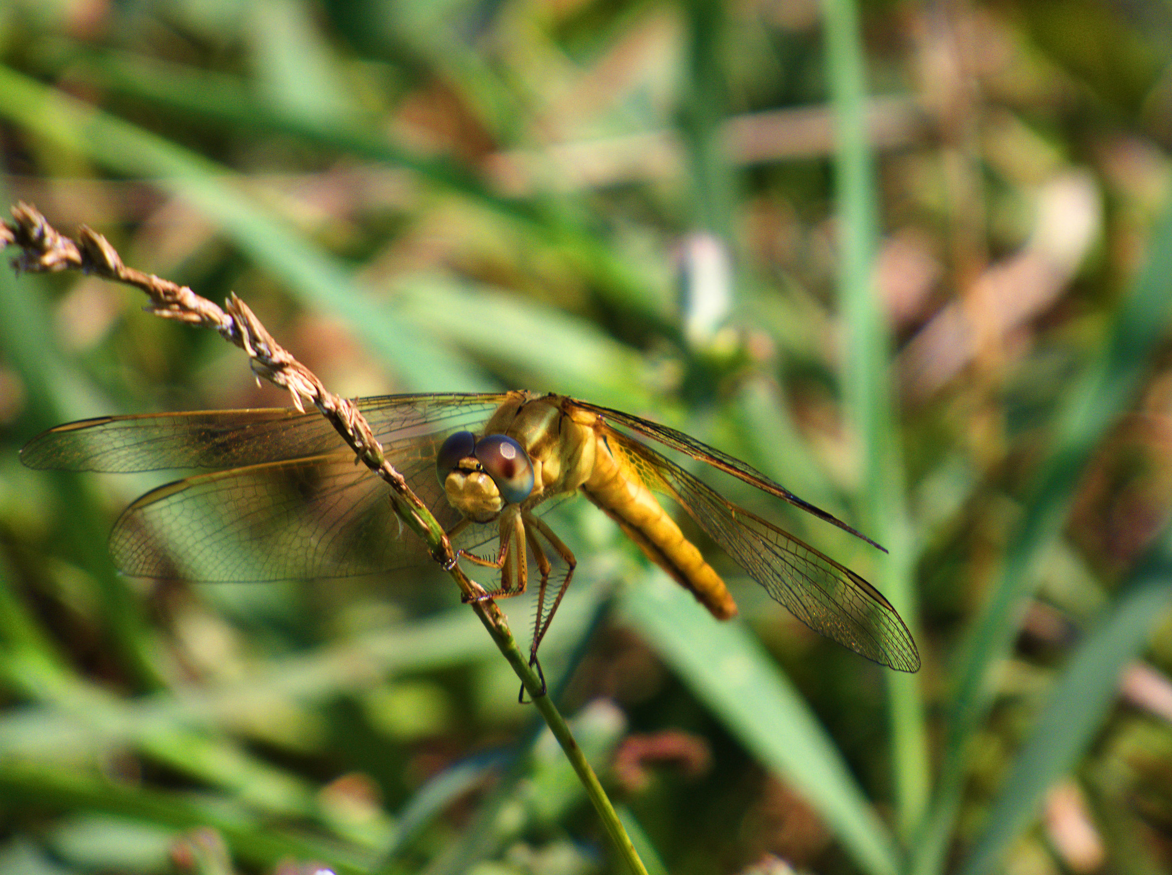 Sympetrum SP