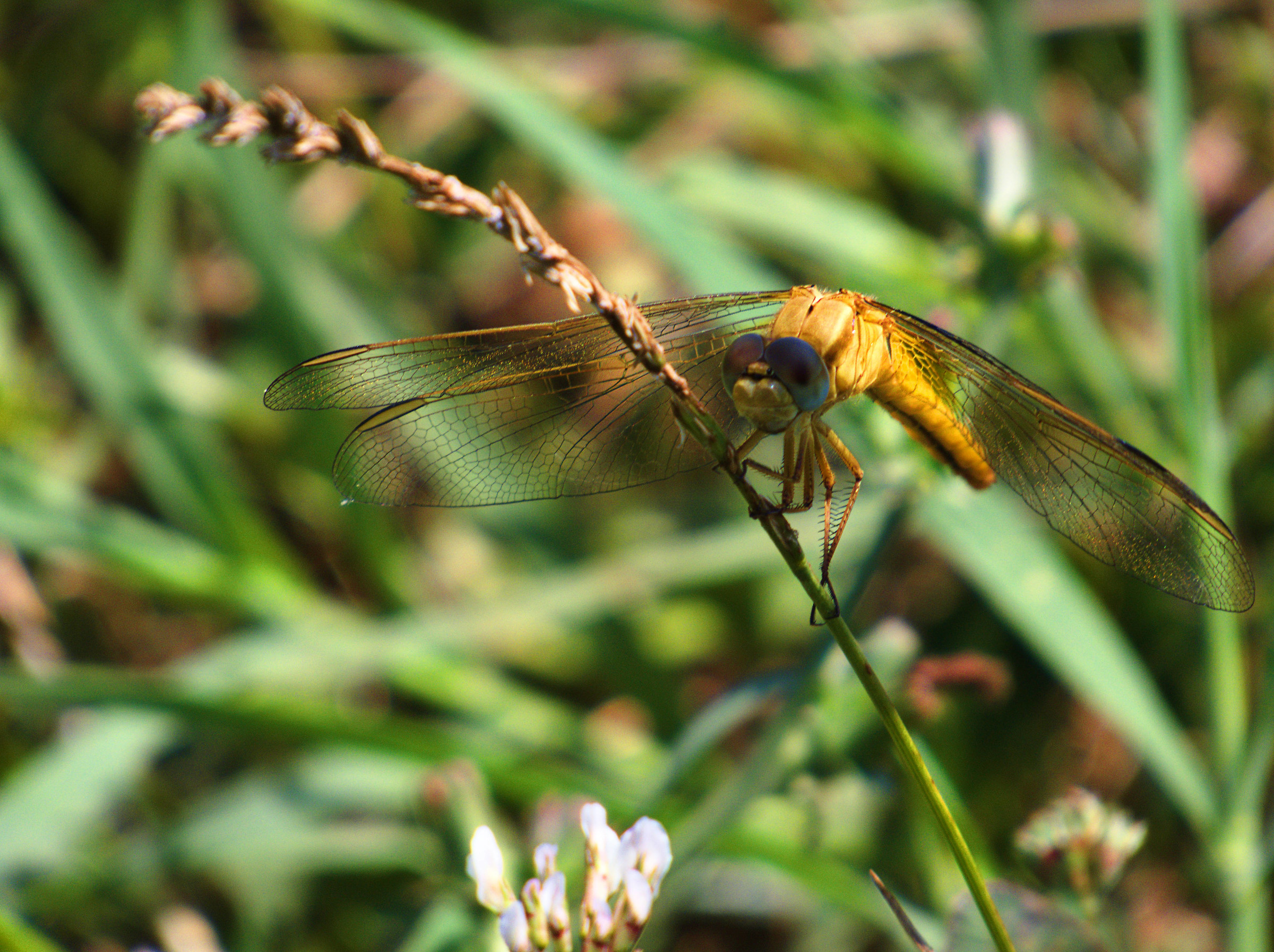 Crocothemis erythraea &female;