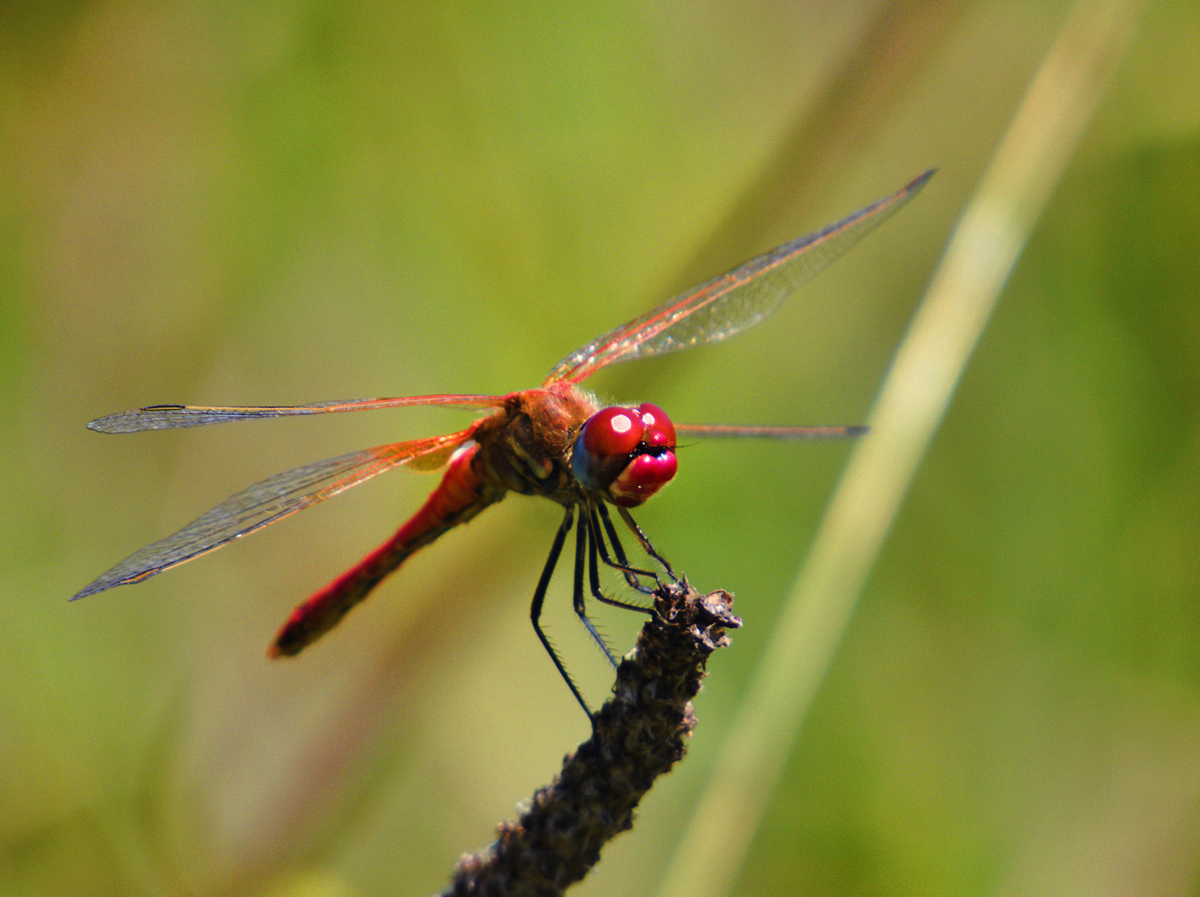 Sympetrum Erithrea