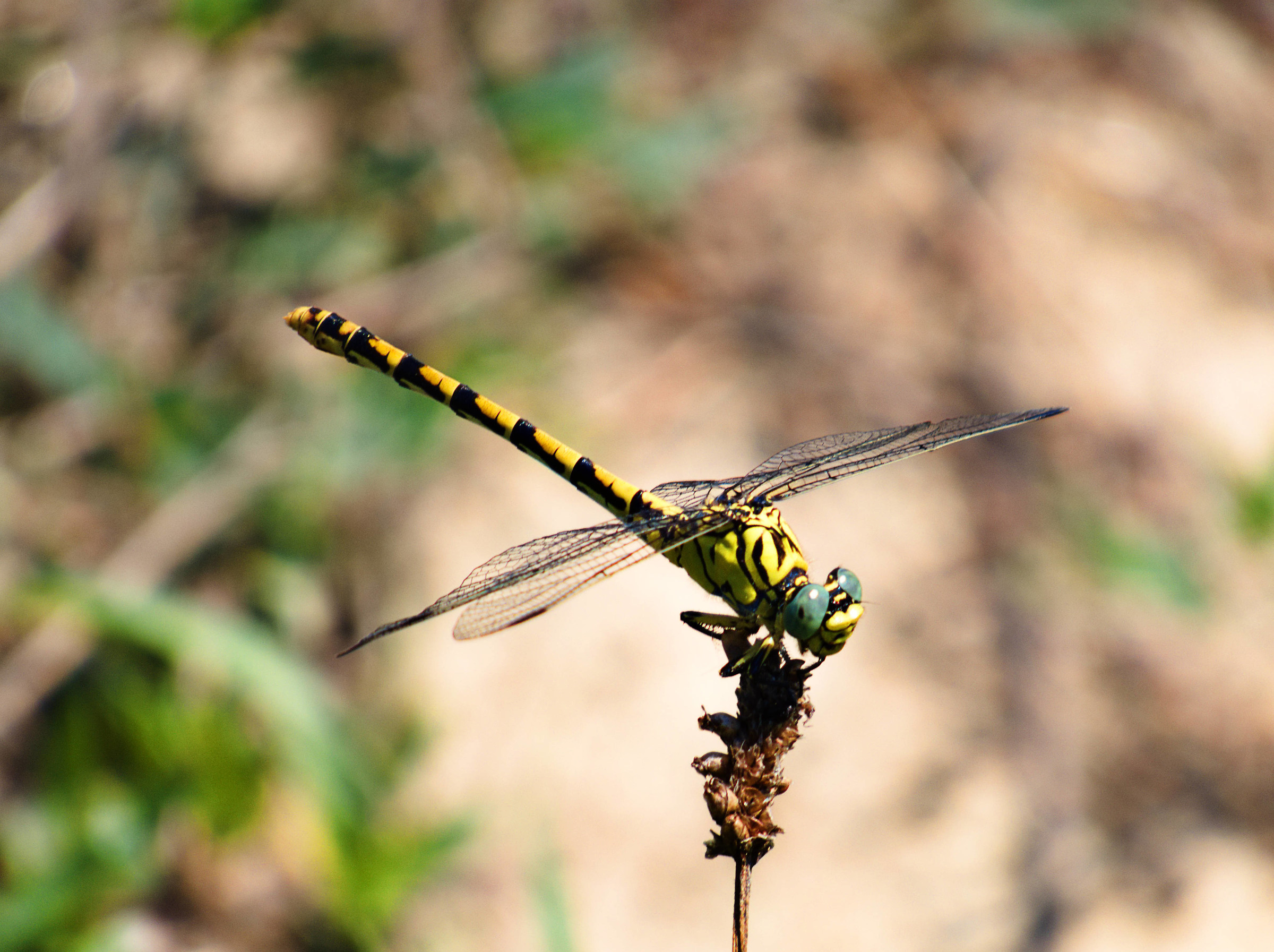 Big predatory Dragonfly!