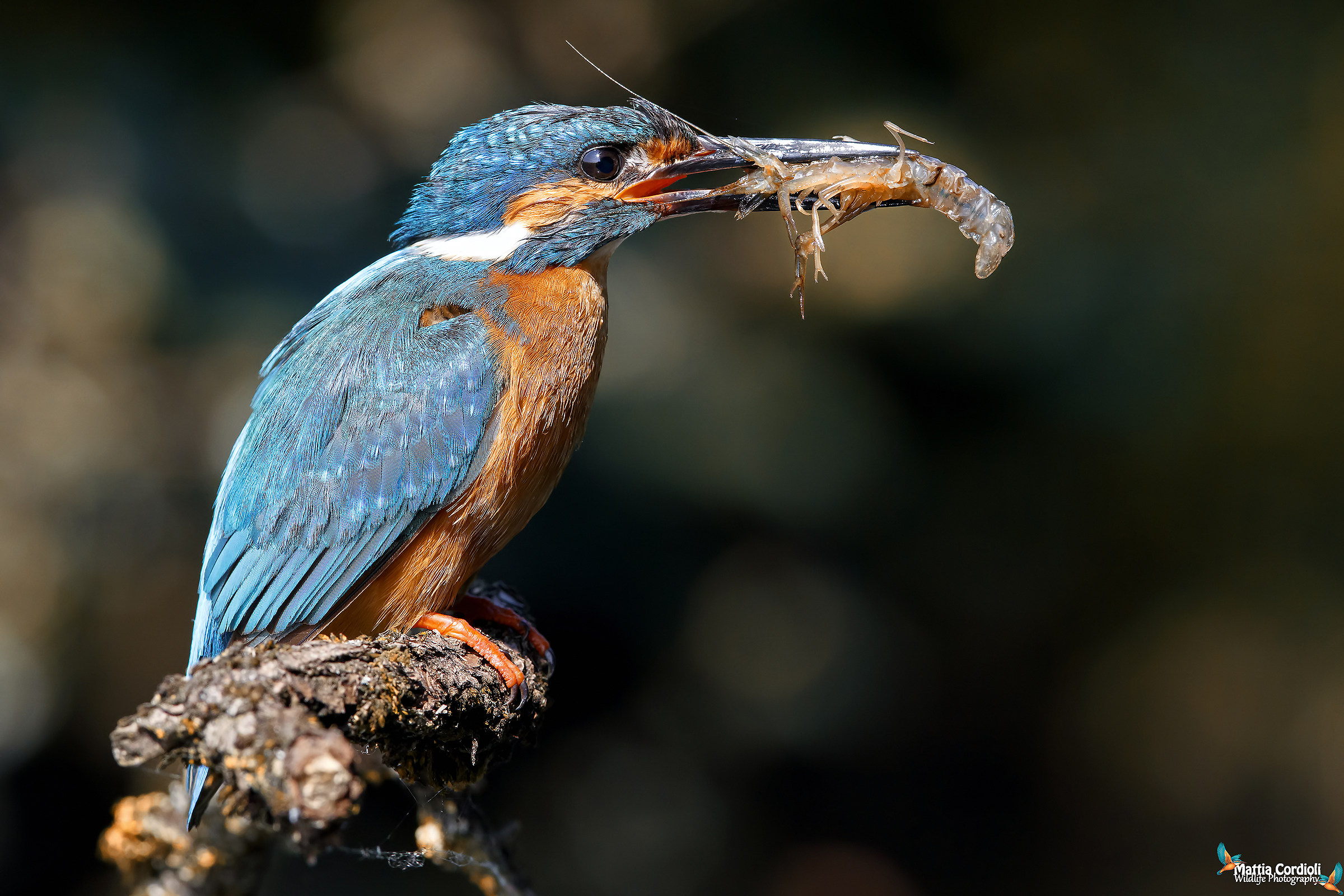 Today at lunch Shrimp