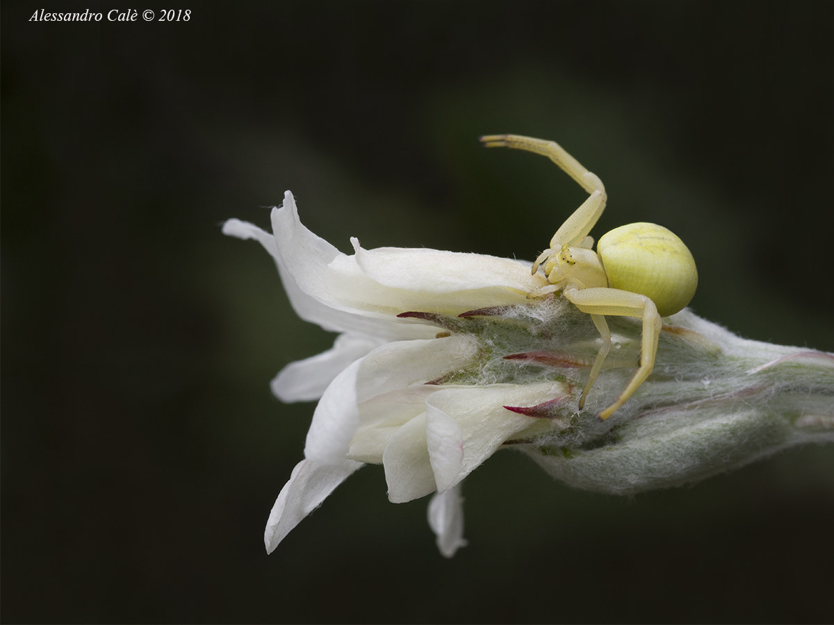 Misumena vatia su pero corvino 8124