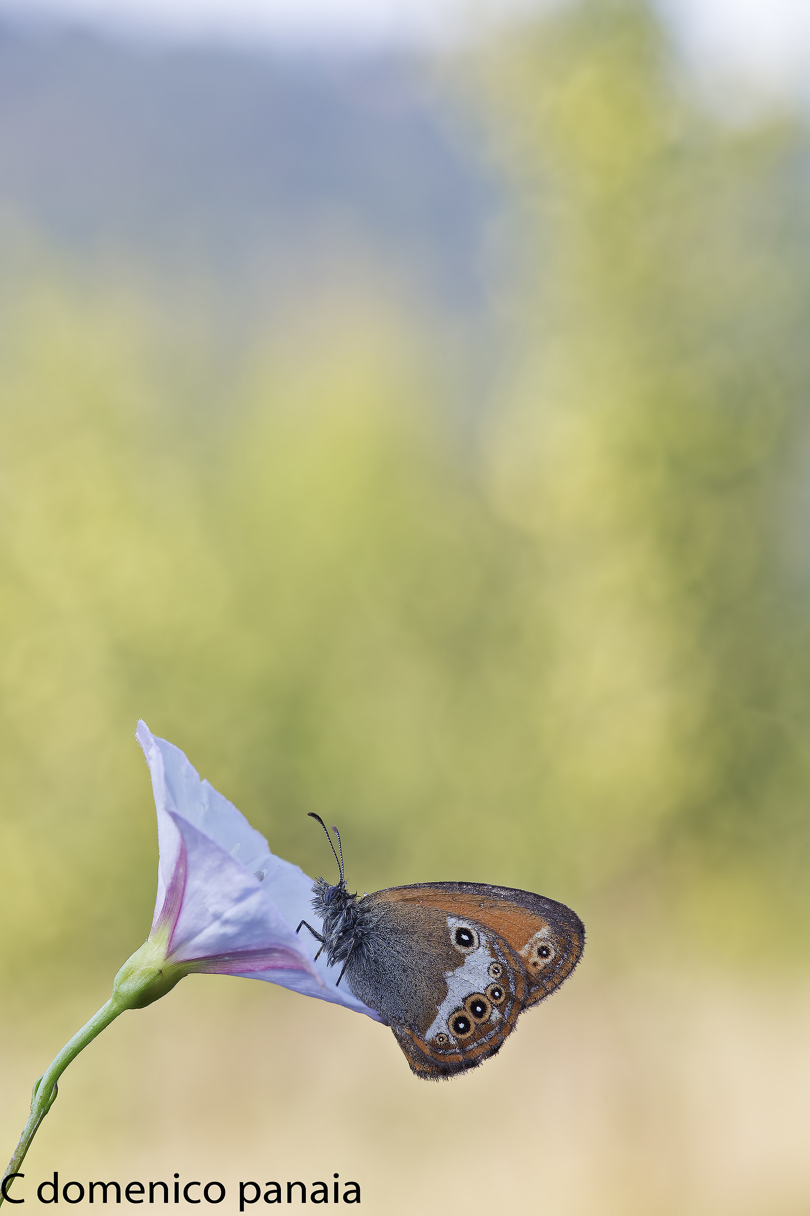 coenonympha arcania