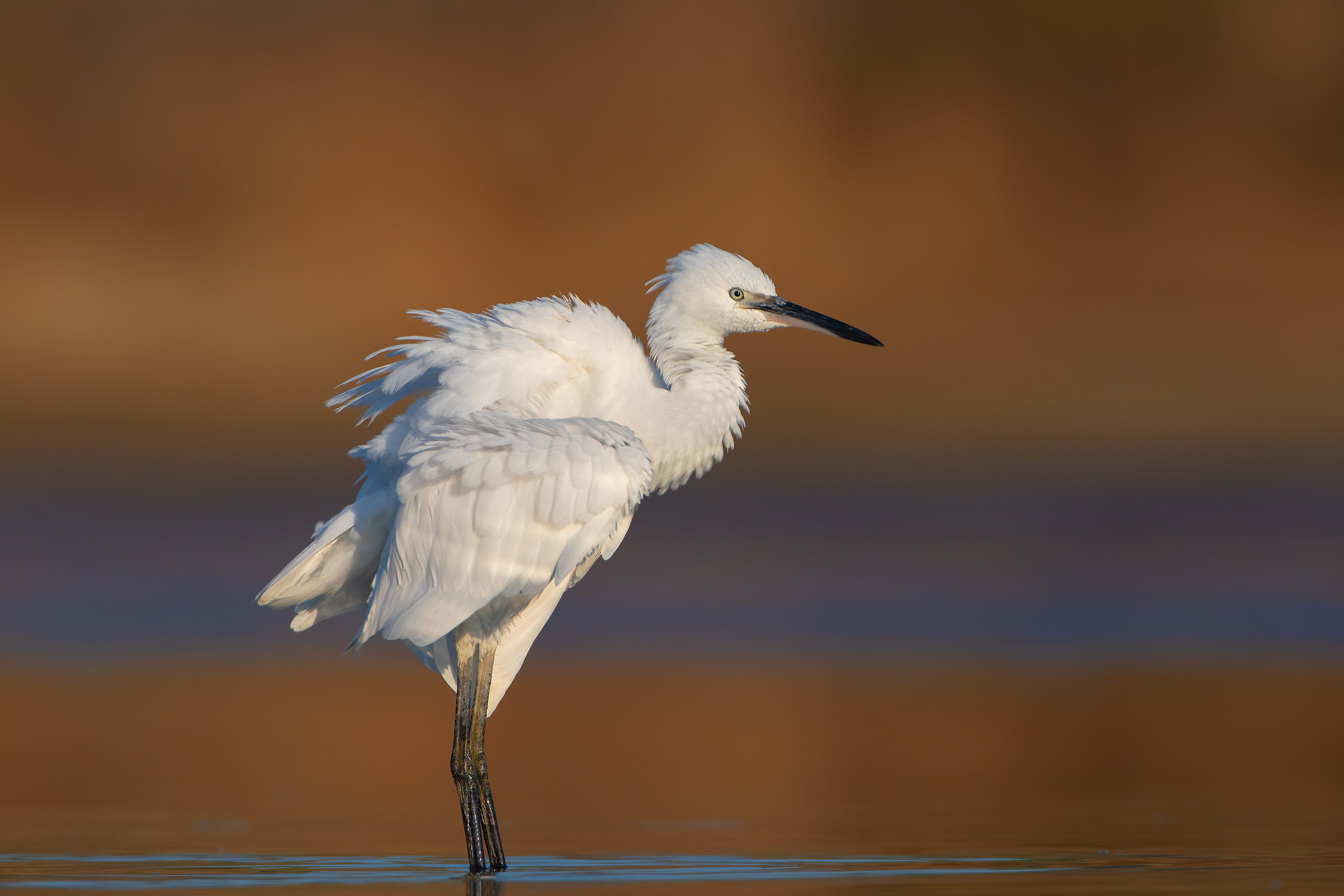Egret