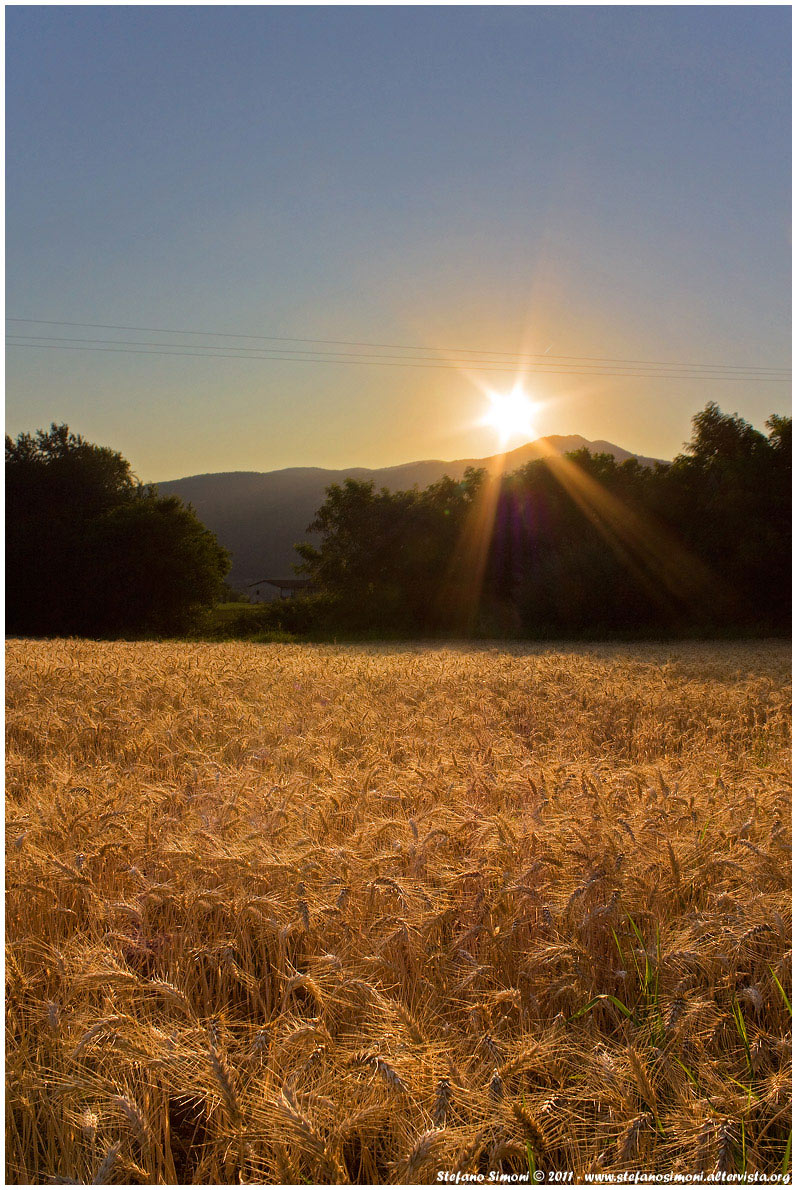 Tramonto e campo di grano
