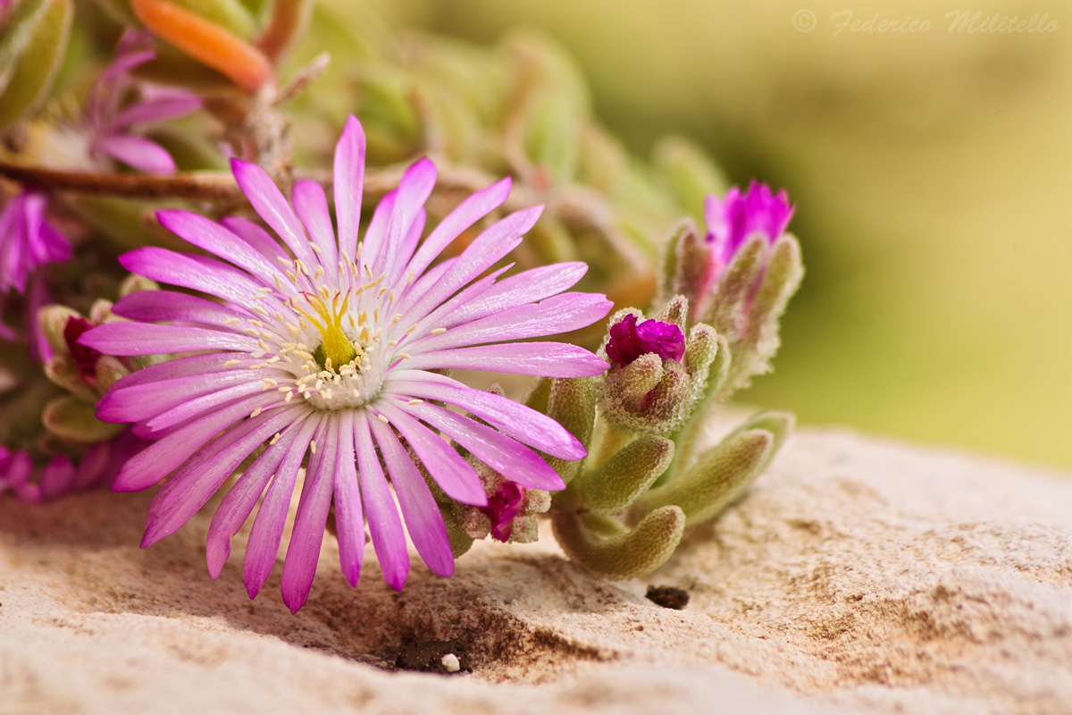 Barba di Giove - Drosanthemum hispidum