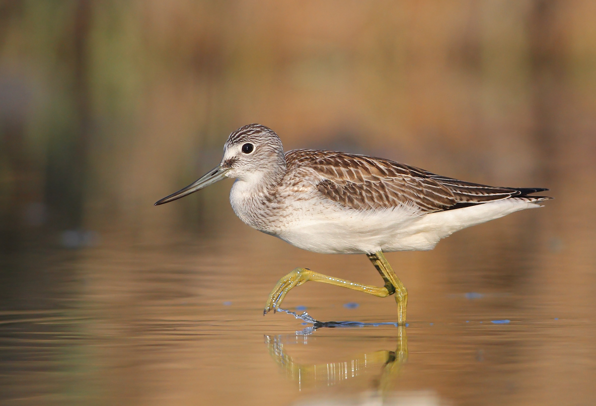Greenshank