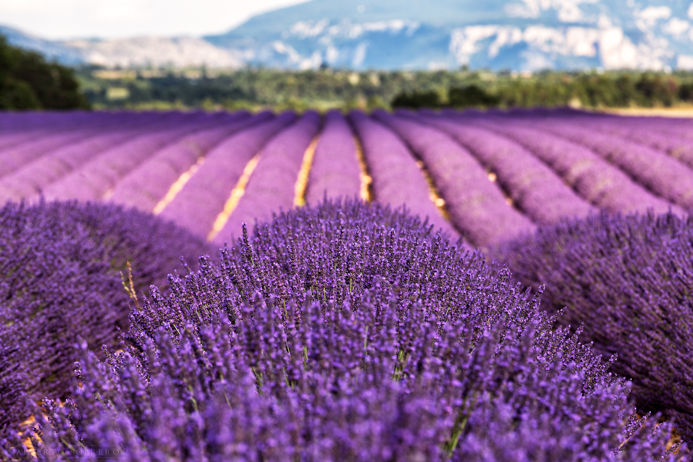 Un Regno di Lavanda (dalla prospettiva di un'ape)
