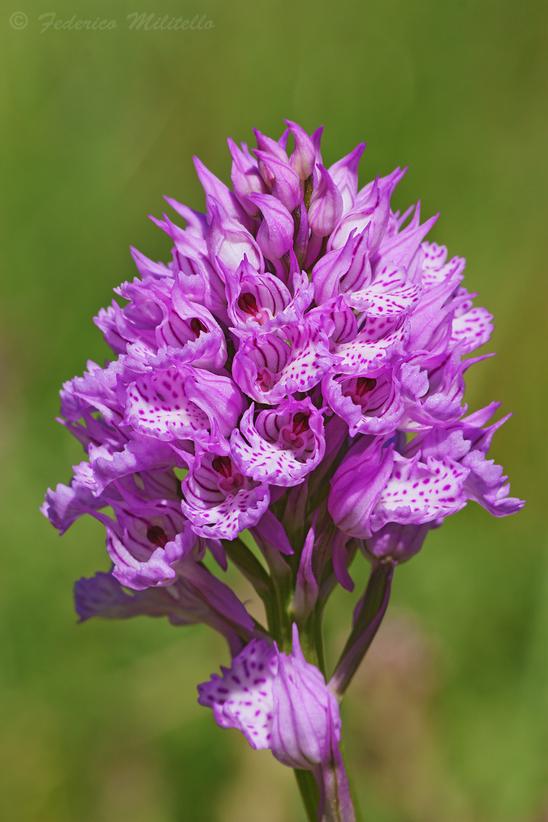 Mottled orchid - Neotinea switched