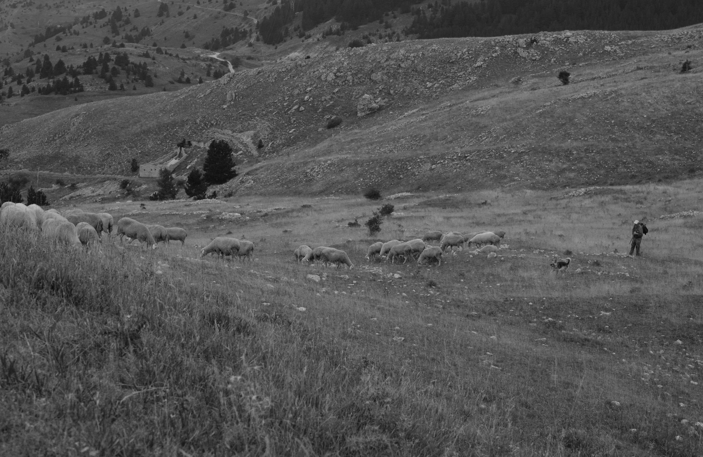 Pastore dei Monti della Laga (aq)