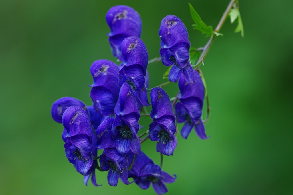 Aconite Mottled (Aconitum variegatum)