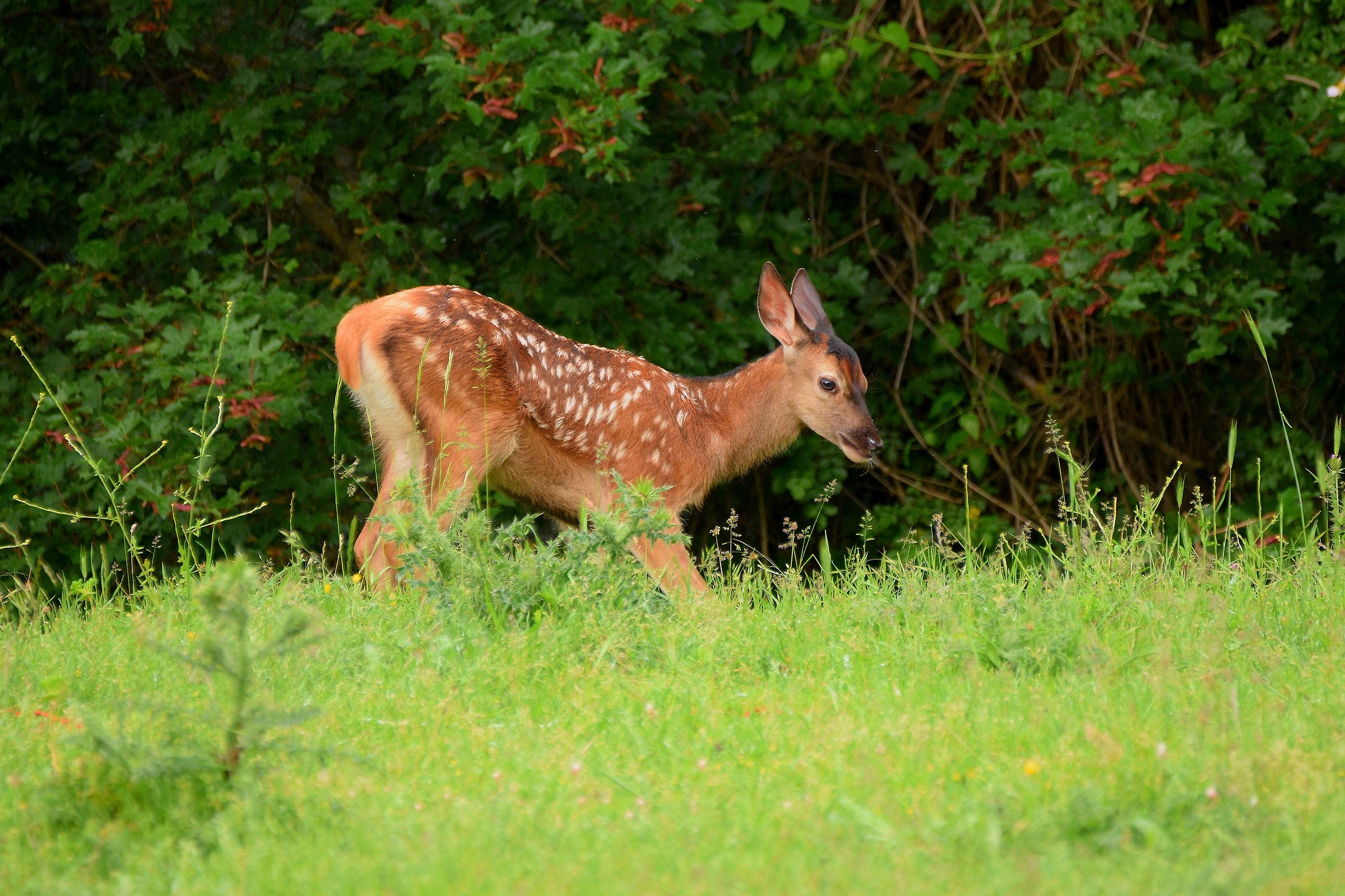 Fawn