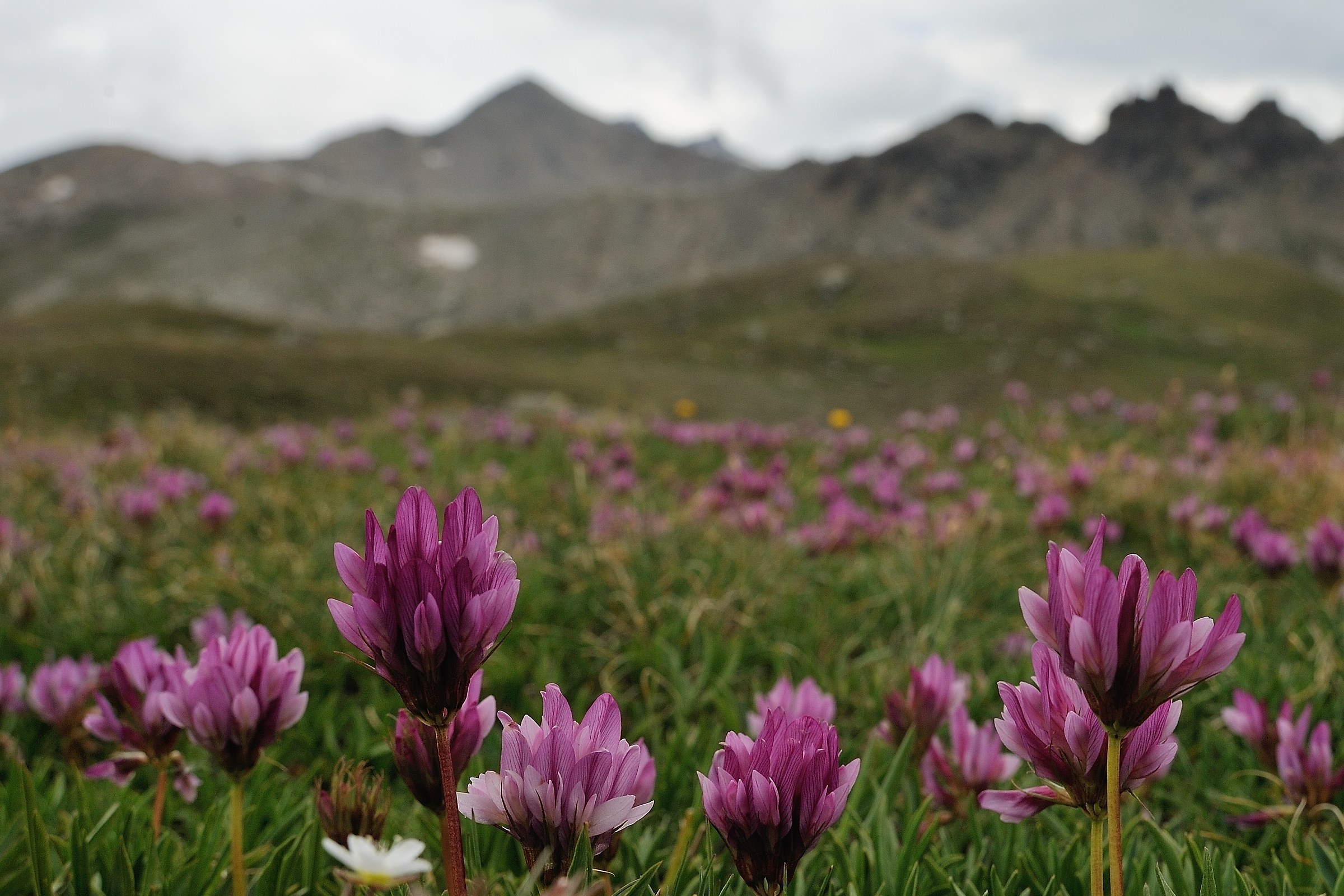 Flowering of Trifolium alpinum