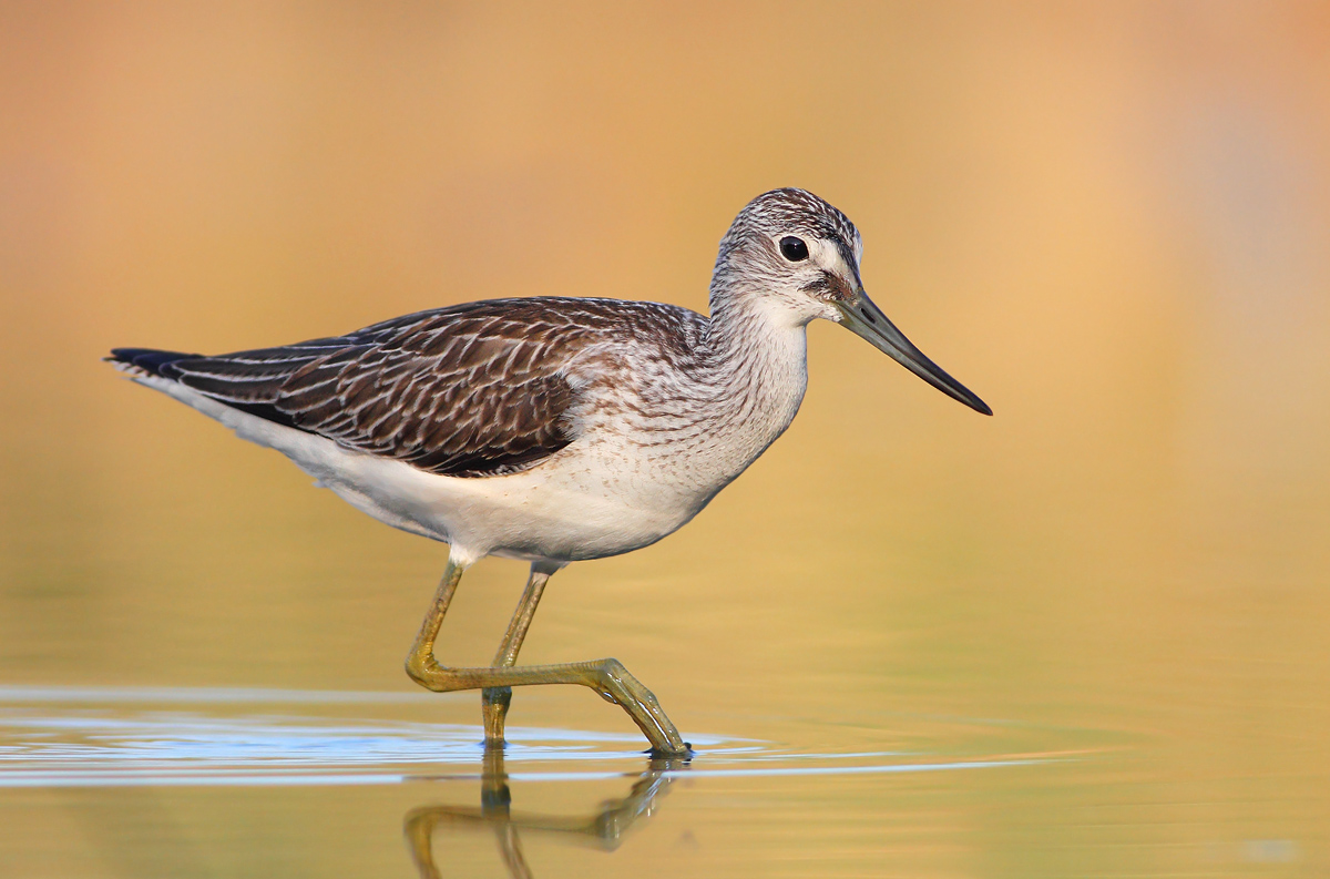 Greenshank