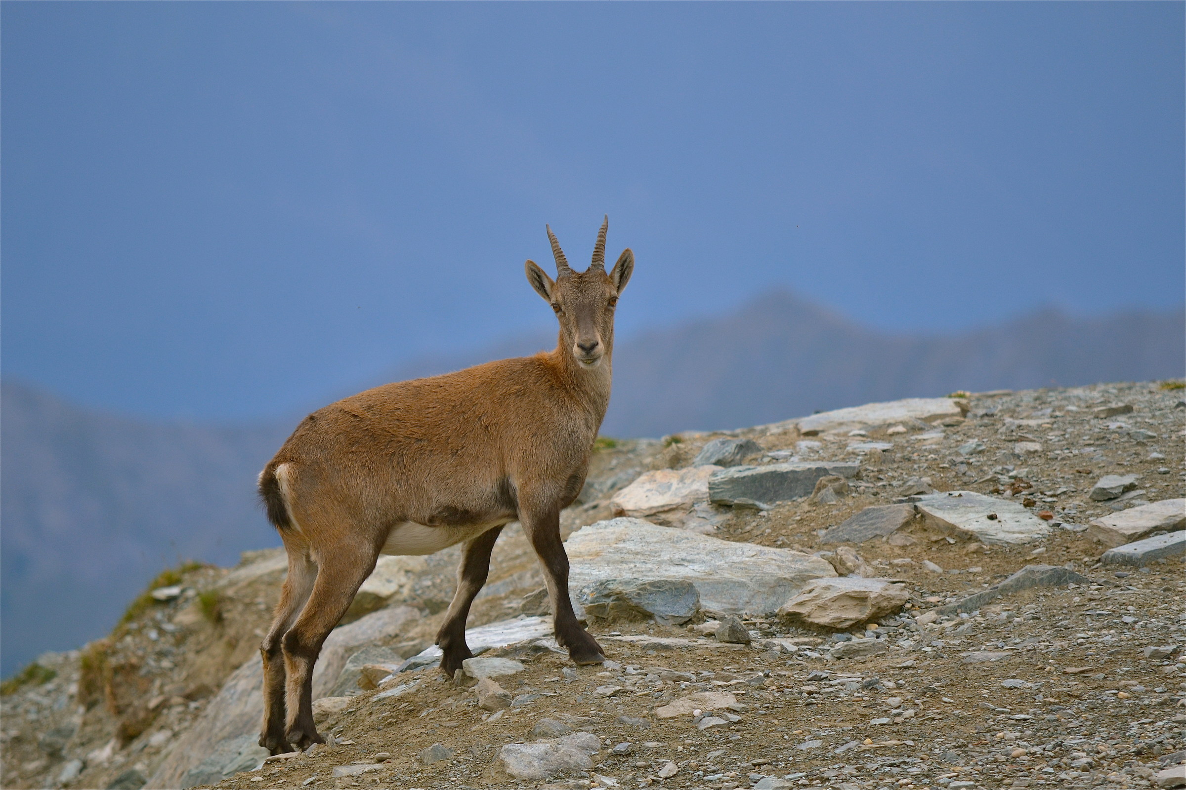 Stanbecco (Goat ibex)