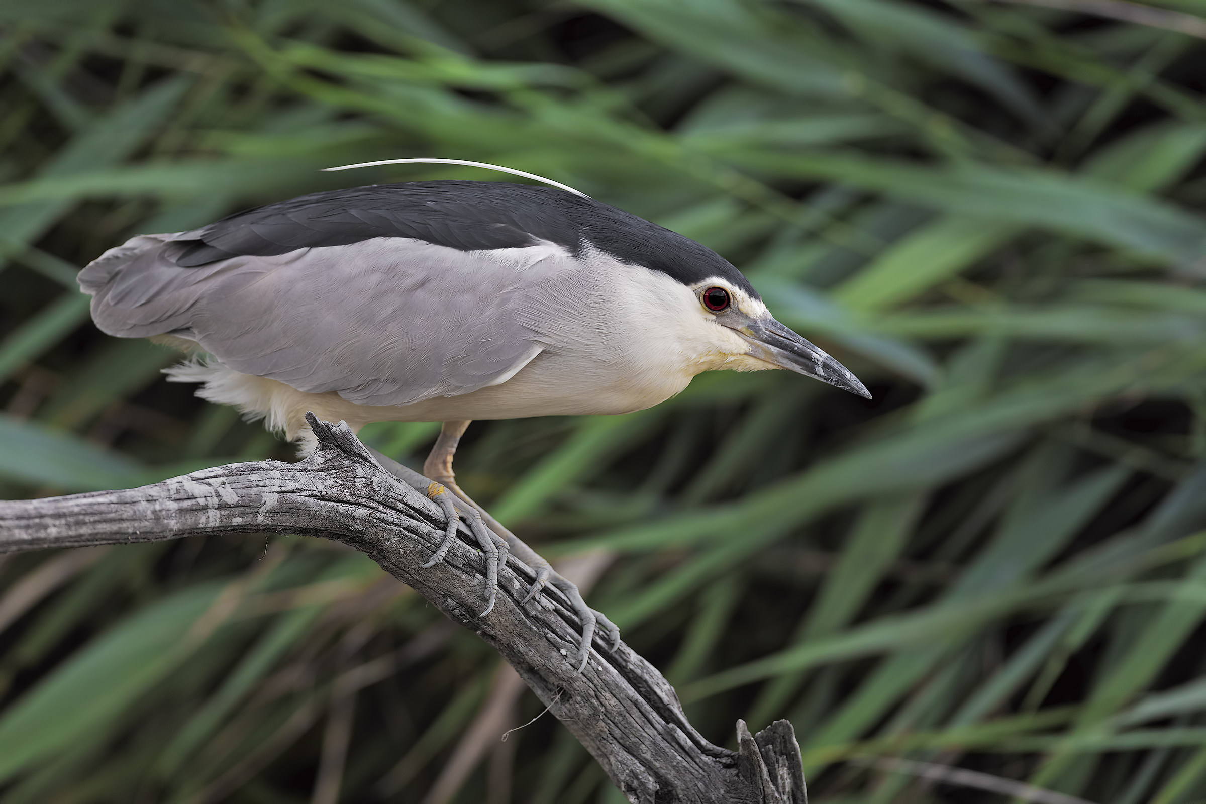 Night Heron