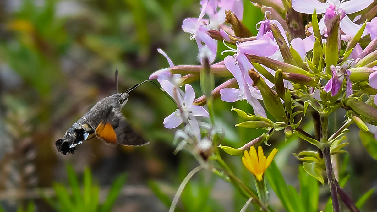 Sphinx of the Galium