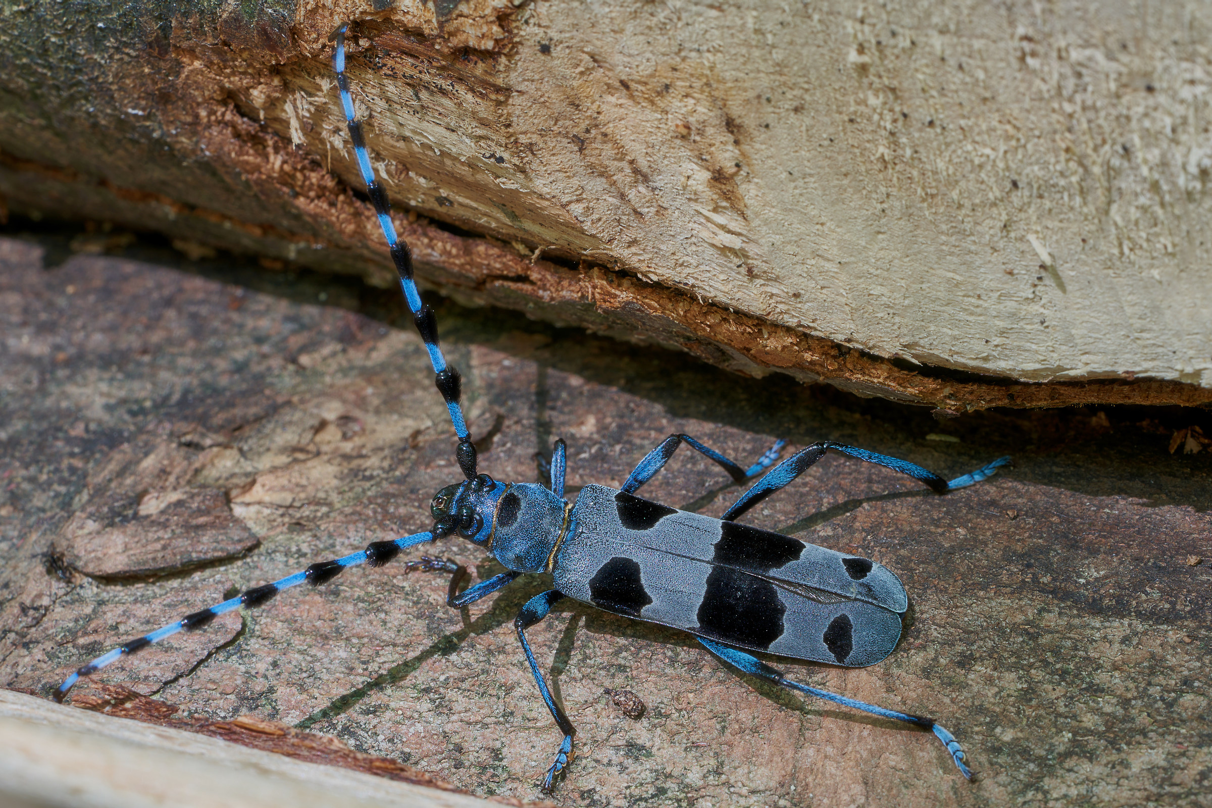 Cerambice del faggio o Rosalia Alpina