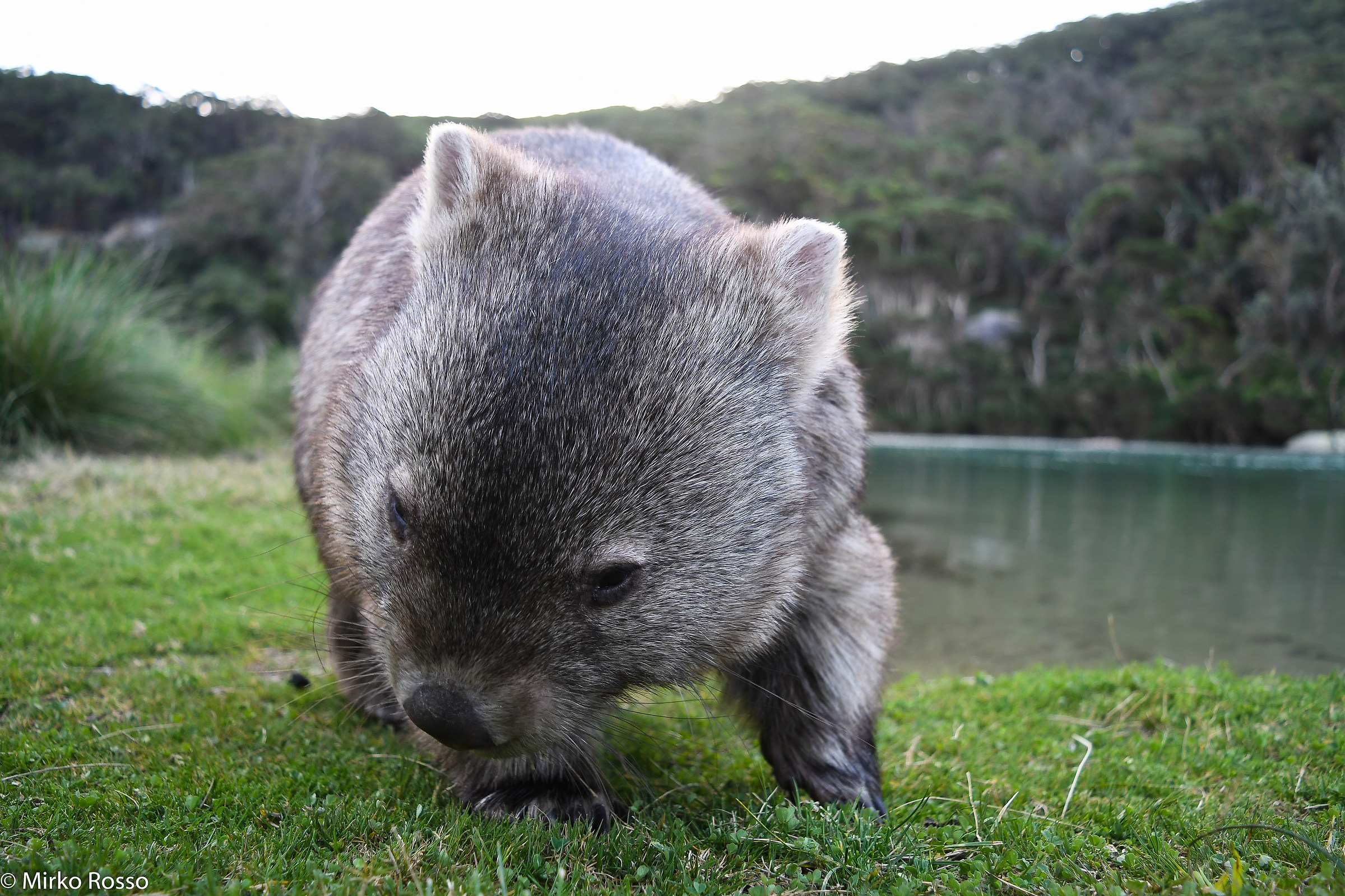 wombat