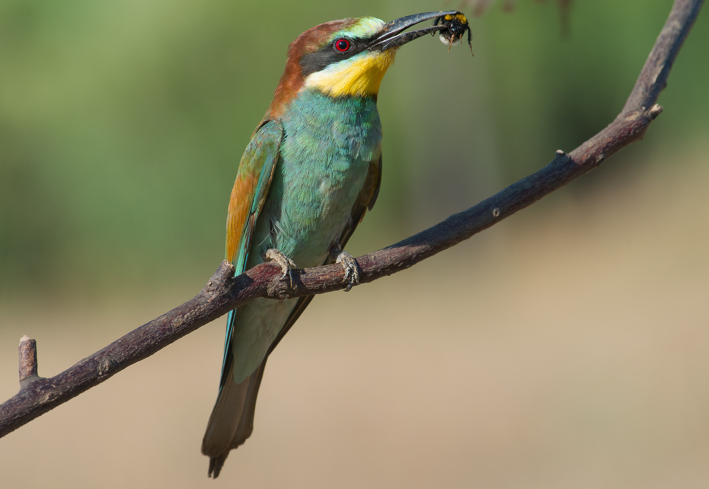An aculeate in the beak