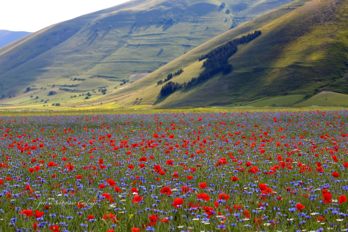 Castelluccio di Norcia