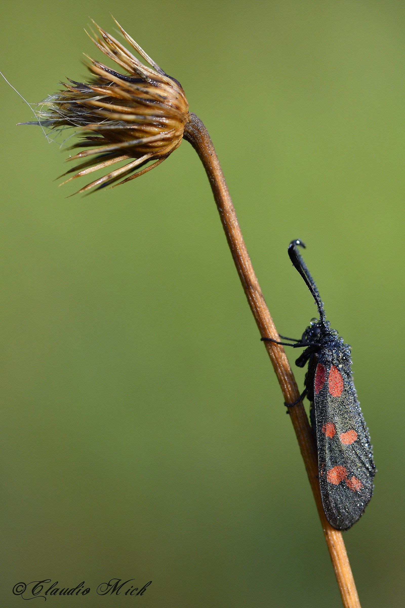 Zygaena filipendulae