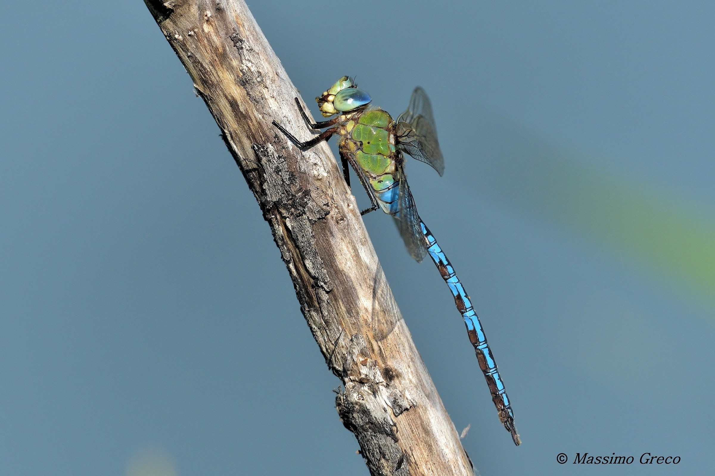 Anax imperator