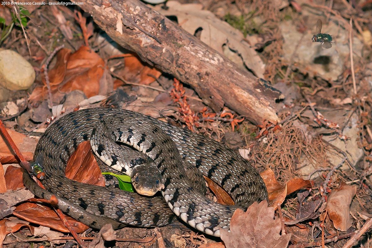 Natrice dal collare (Natrix natrix Linnaeus, 1758)