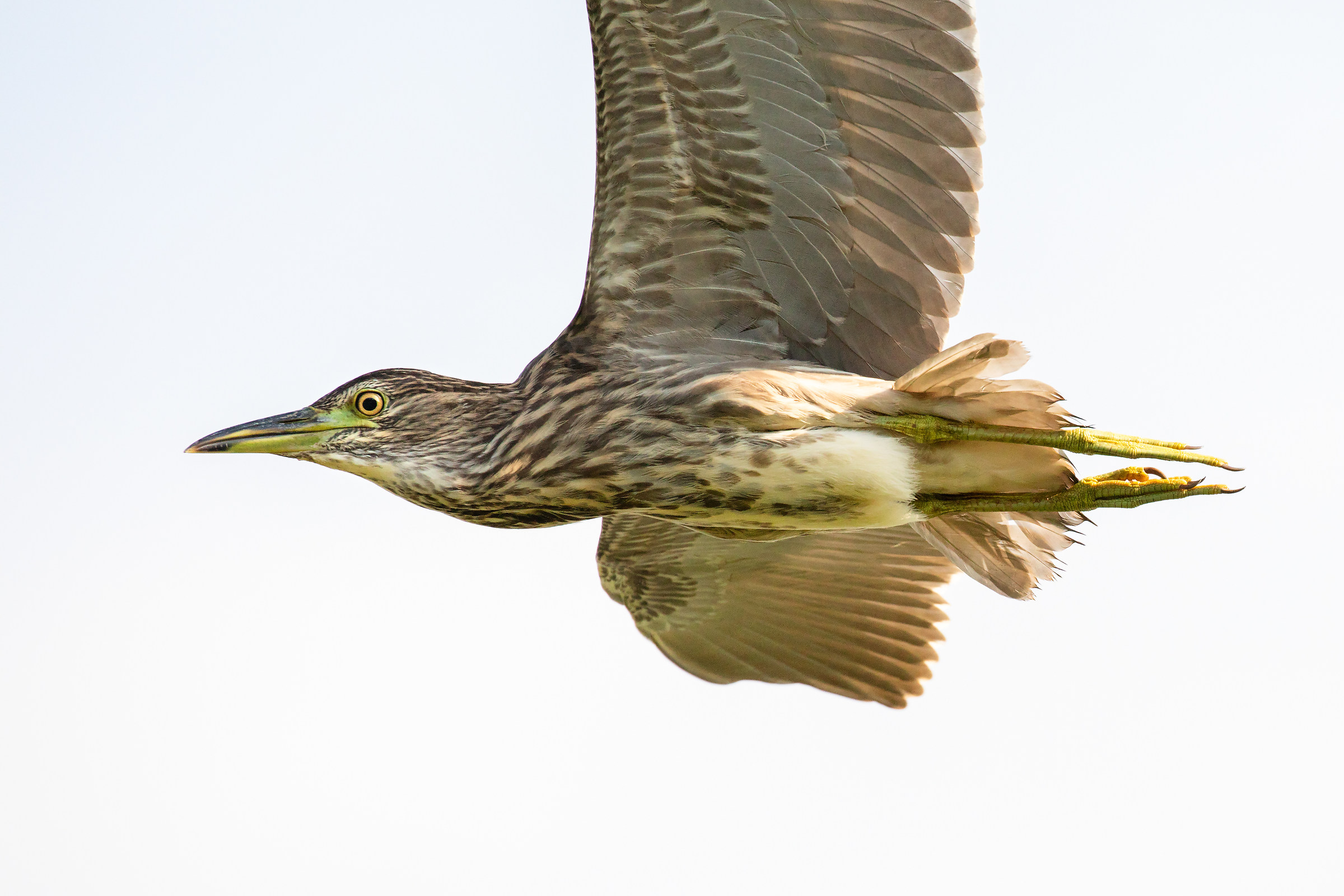 Night Heron