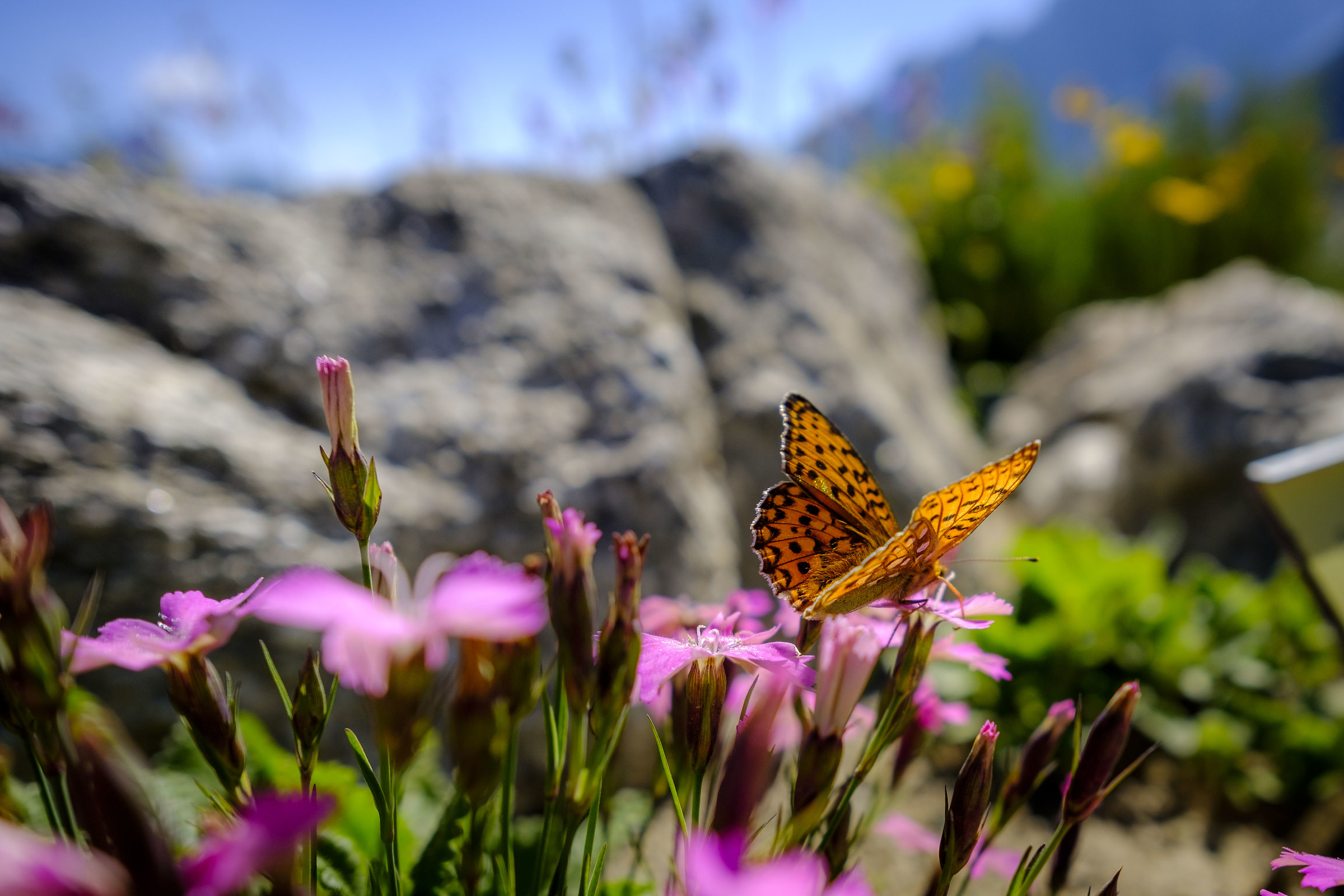 Butterfly